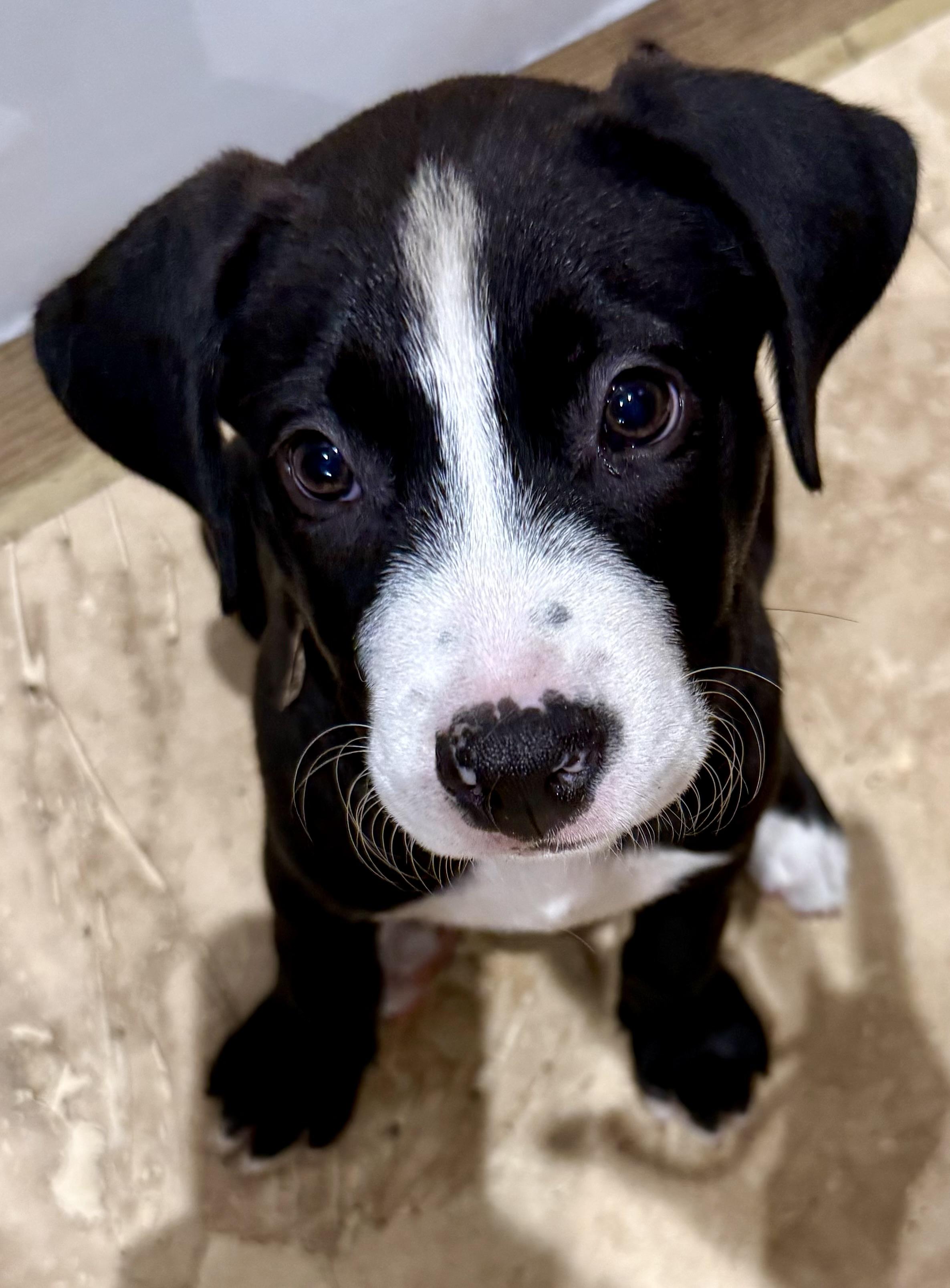 Puppy Cookie Girl Tuxedo, an adopted mixed breed in Boca Raton, FL image 2/6
