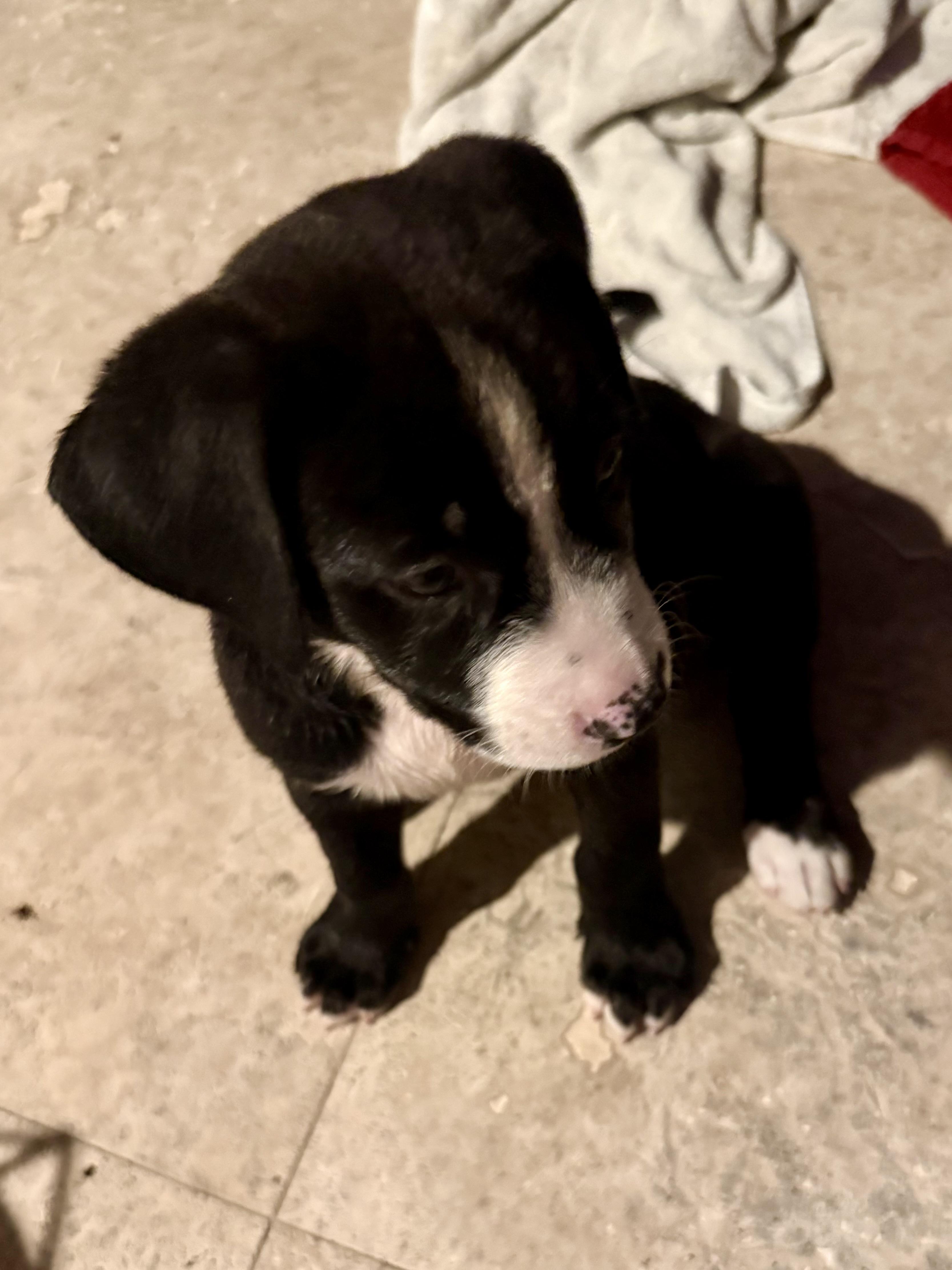 Puppy Cookie Girl Tuxedo, a ADOPTABLE mixed breed in Boca Raton, FL image 2/6