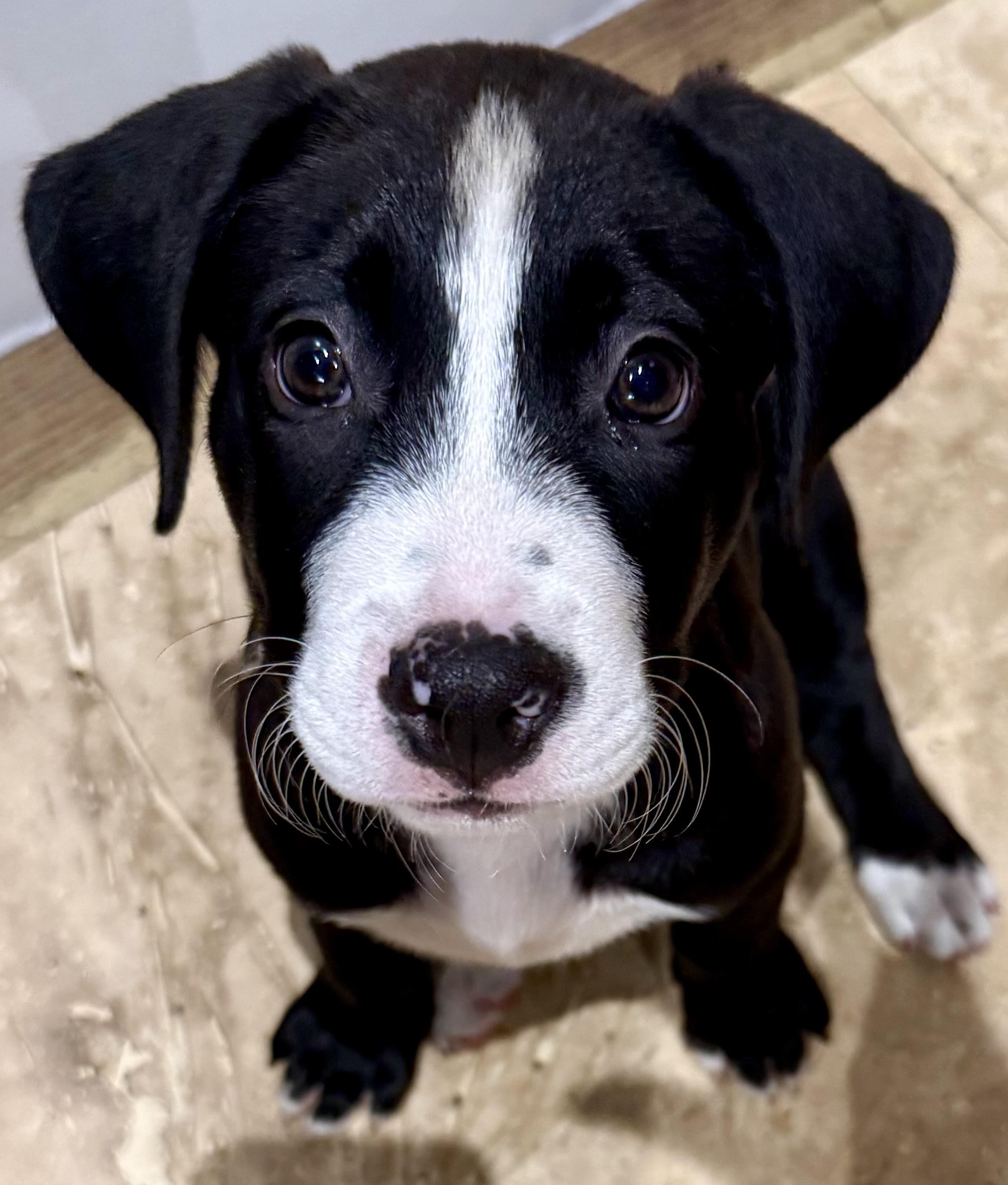 Puppy Cookie Girl Tuxedo, an adopted mixed breed in Boca Raton, FL image 1/6