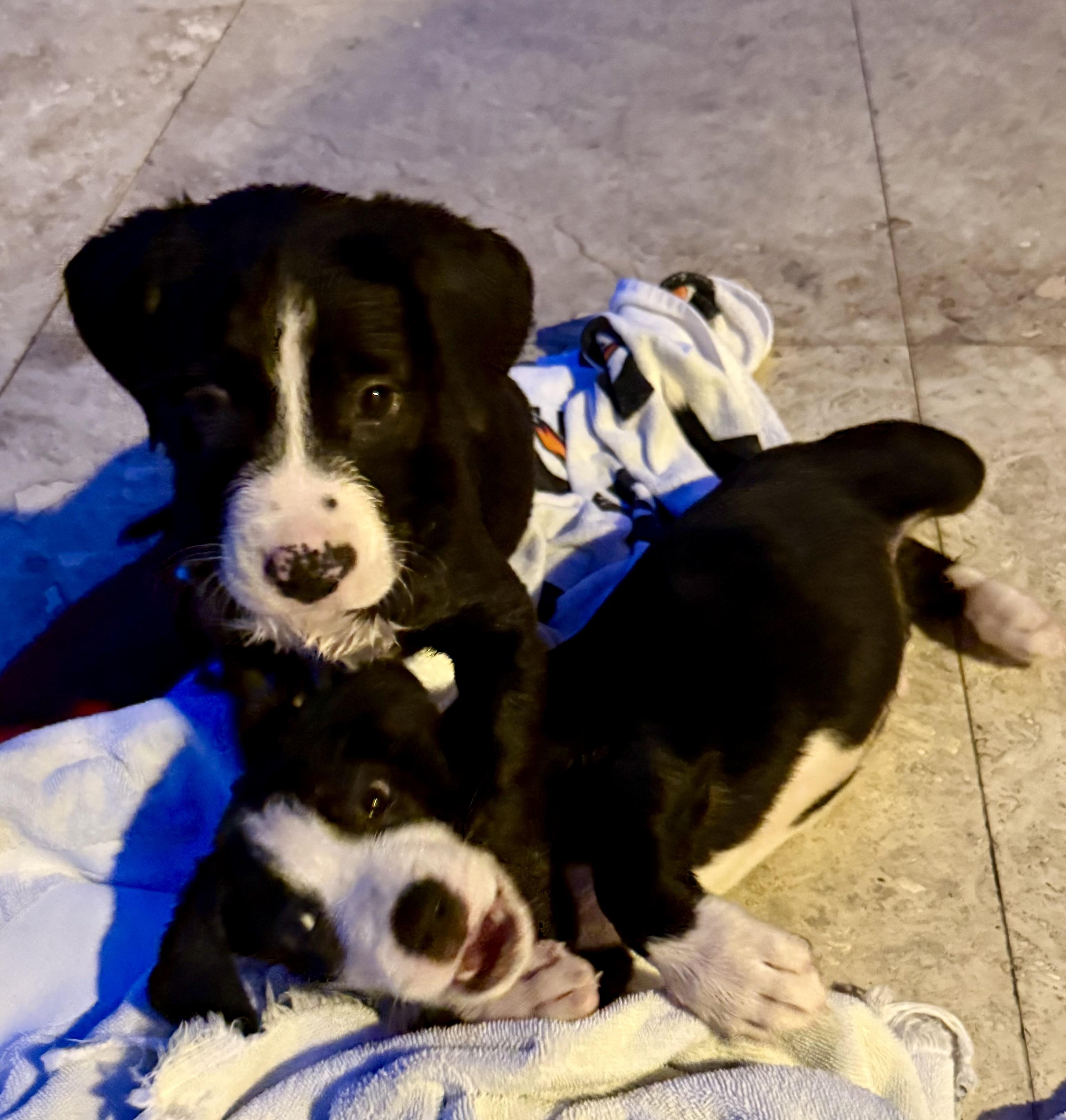 Puppy Cookie Girl Tuxedo, a ADOPTABLE mixed breed in Boca Raton, FL image 3/6