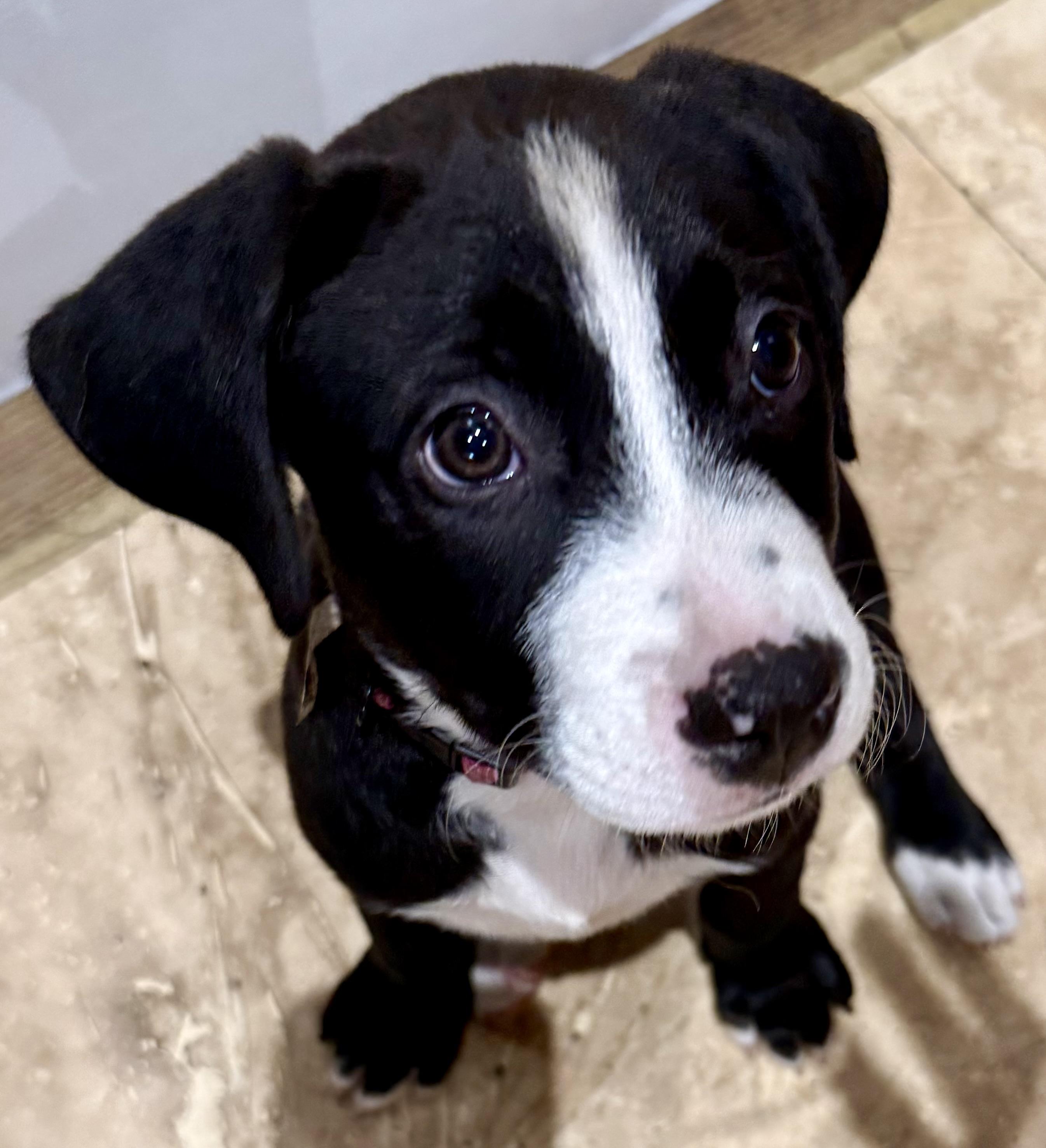 Puppy Cookie Girl Tuxedo, an adopted mixed breed in Boca Raton, FL image 3/6