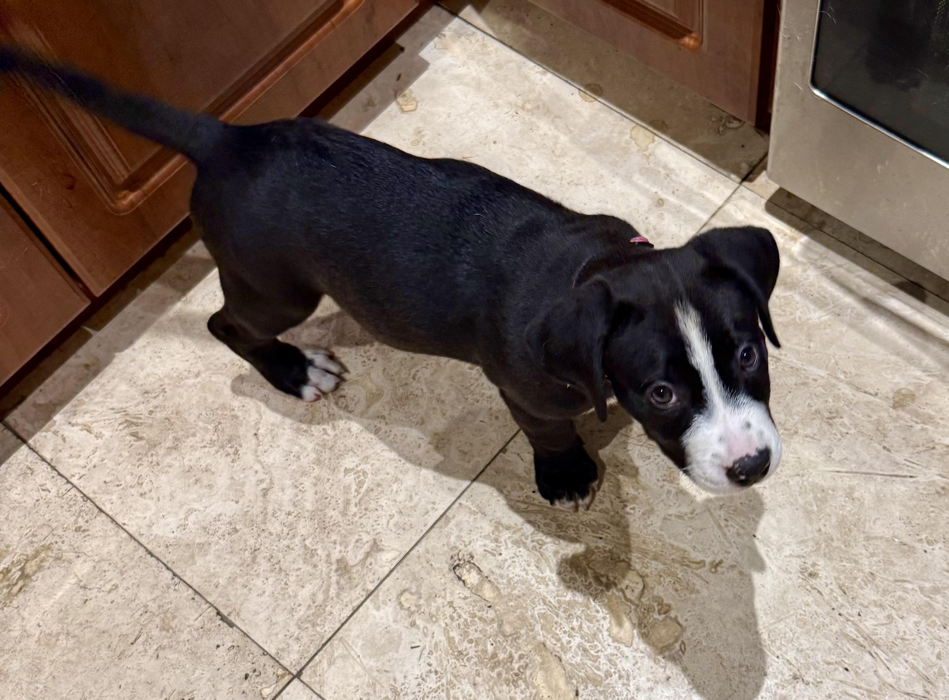 Puppy Cookie Girl Tuxedo, an adopted mixed breed in Boca Raton, FL image 5/6