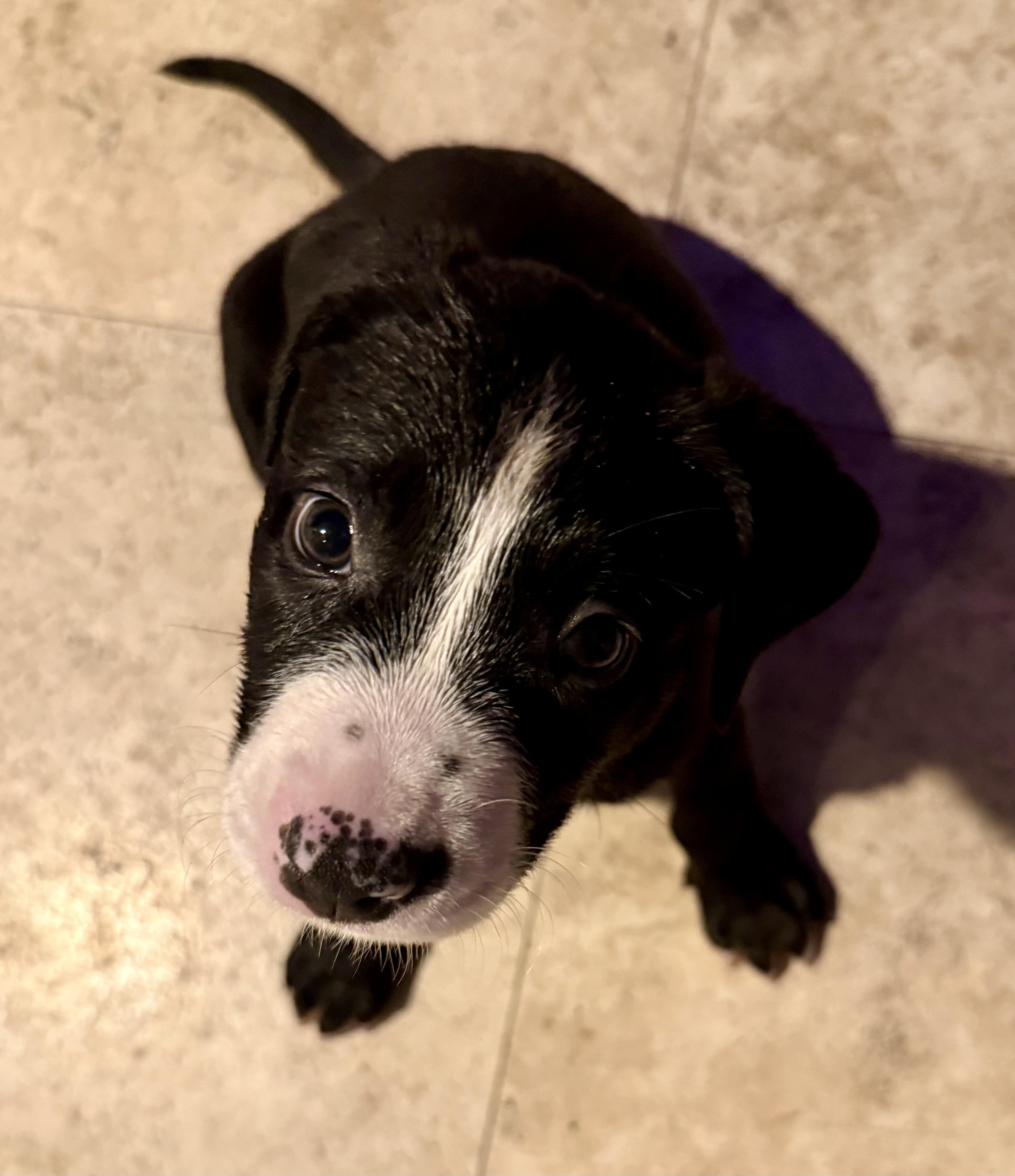 Puppy Cookie Girl Tuxedo, ADOPTABLE, Puppy Female Labrador Retriever & American Bulldog.