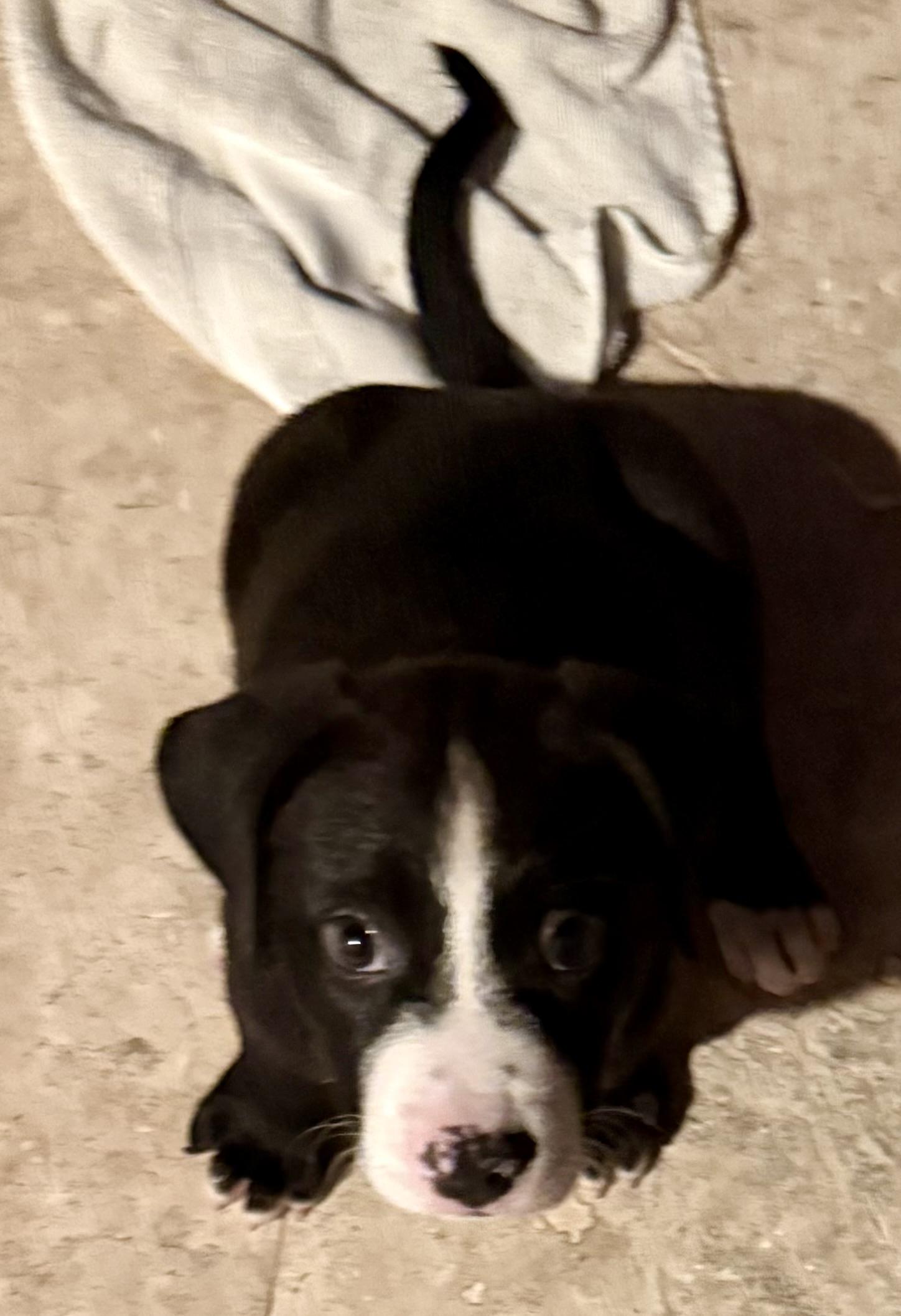 Puppy Cookie Girl Tuxedo, a ADOPTABLE mixed breed in Boca Raton, FL image 5/6
