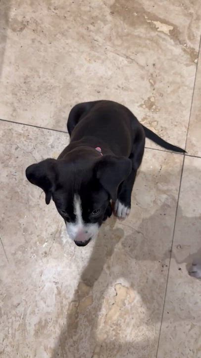 Enlarge Puppy Cookie Girl Tuxedo, an adopted mixed breed in Boca Raton, FL video 6/6