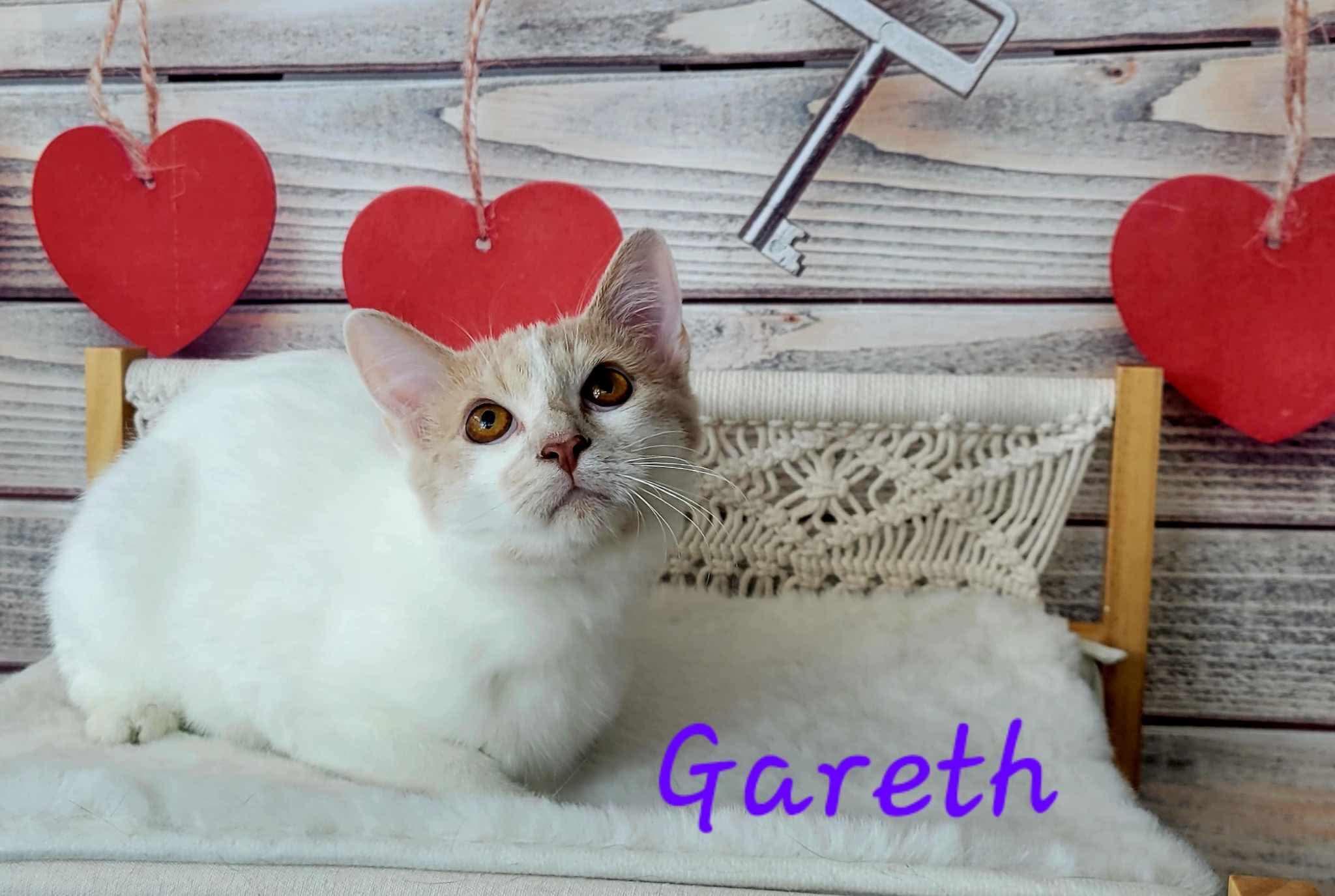 Gareth, Baby Male Domestic Short Hair