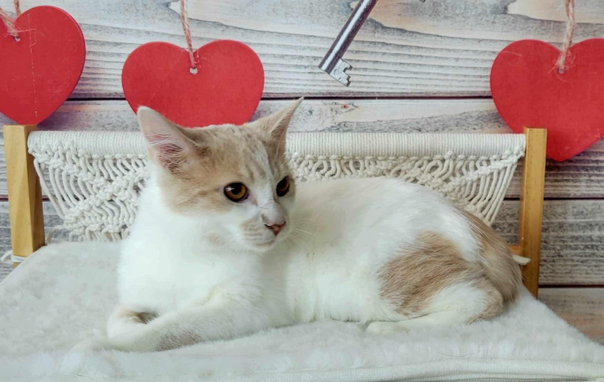 Enlarge Gareth, a Adoptable Domestic Short Hair in Greensburg, PA image 4/6