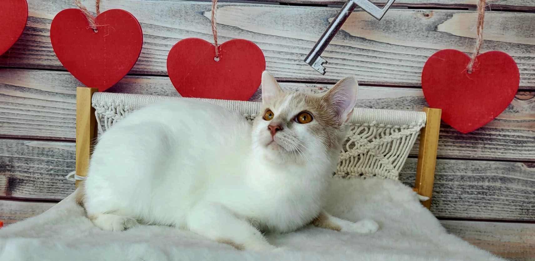 Enlarge Gareth, a Adoptable Domestic Short Hair in Greensburg, PA image 2/6