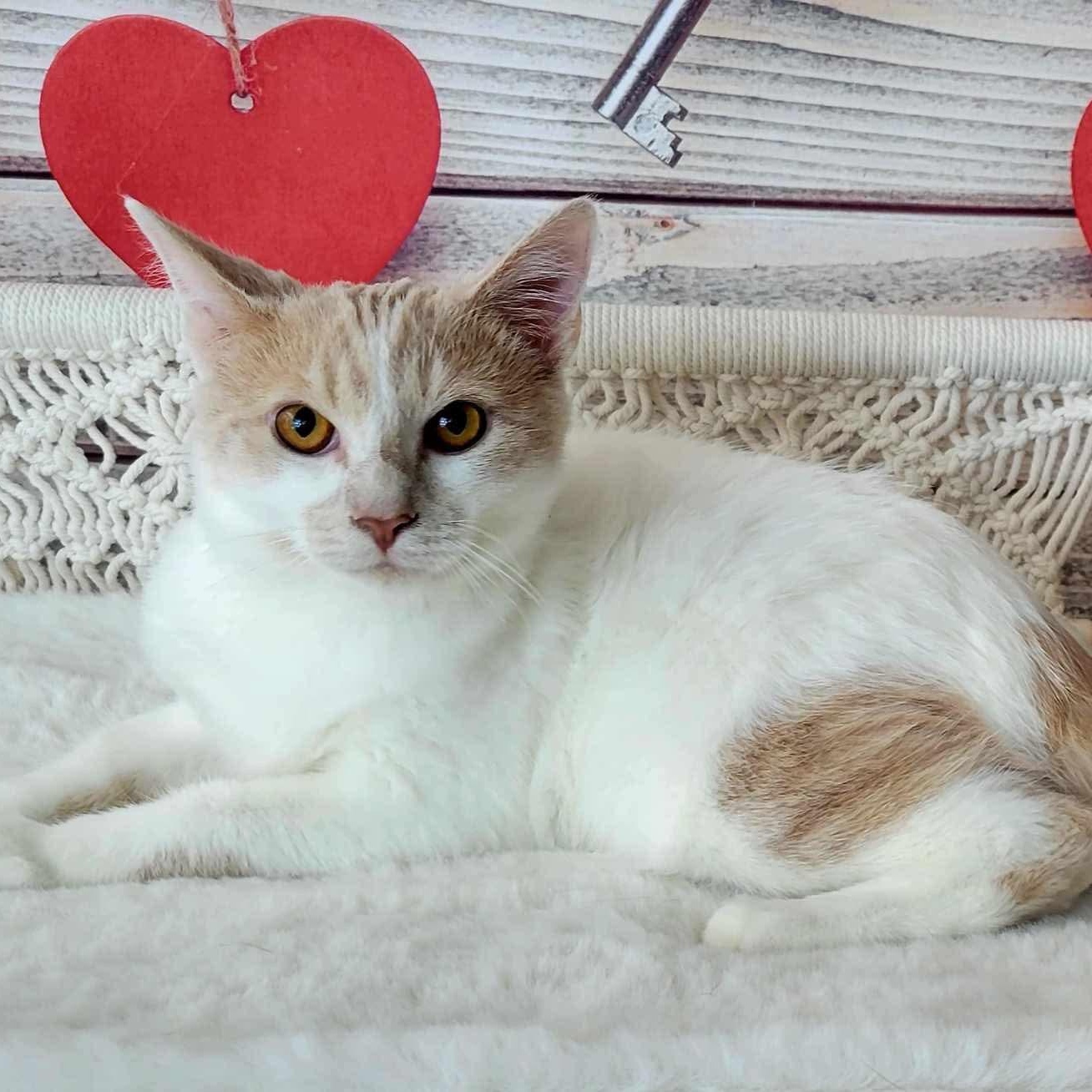 Enlarge Gareth, a Adoptable Domestic Short Hair in Greensburg, PA image 1/6