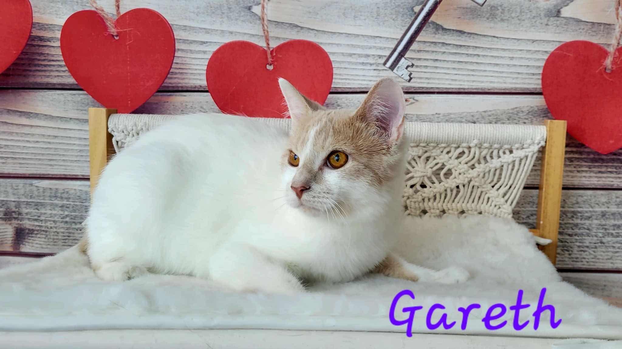 Enlarge Gareth, a Adoptable Domestic Short Hair in Greensburg, PA image 5/6