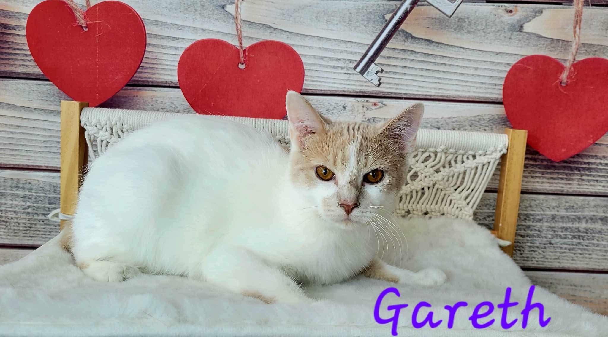 Enlarge Gareth, a Adoptable Domestic Short Hair in Greensburg, PA image 6/6