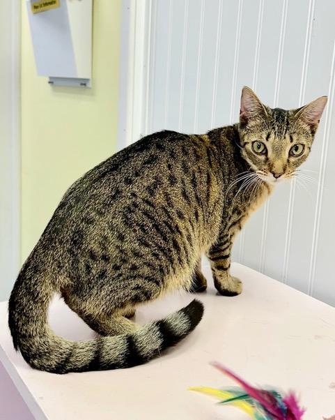 Pancake, adoptable, Young Female Domestic Short Hair.