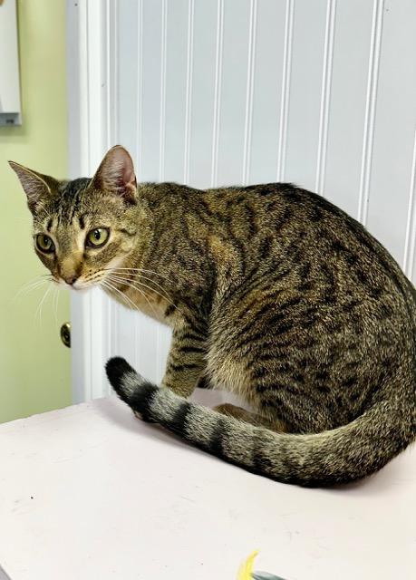 Pancake, an adoptable mixed breed in Englewood, FL image 2/2