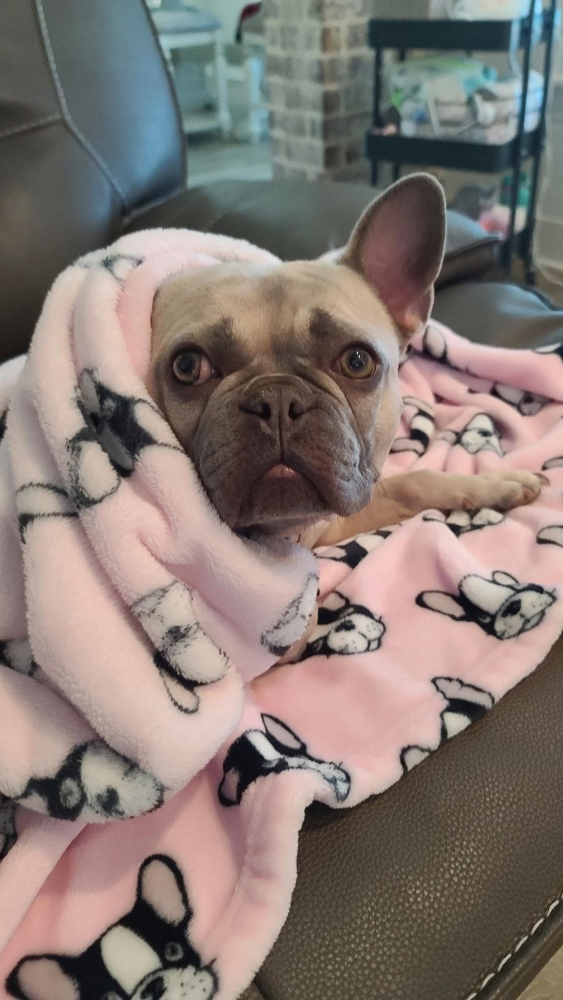 Frannie Frenchie French Bulldog Dog