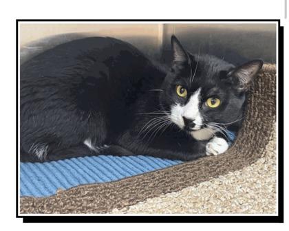 Porscha, Adoptable, Young Female Domestic Short Hair & Domestic Short Hair.