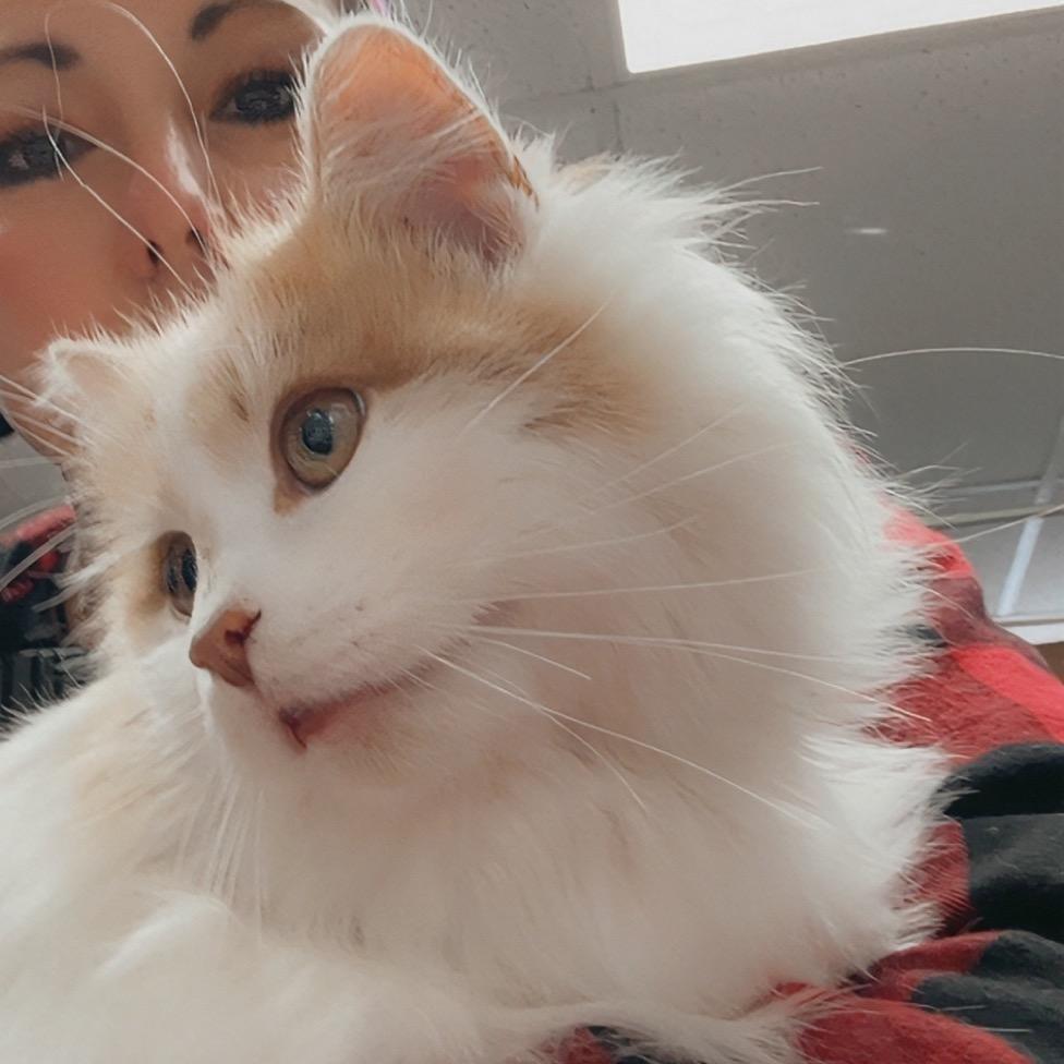 Sir Charles, Adoptable, Young Male Domestic Long Hair.