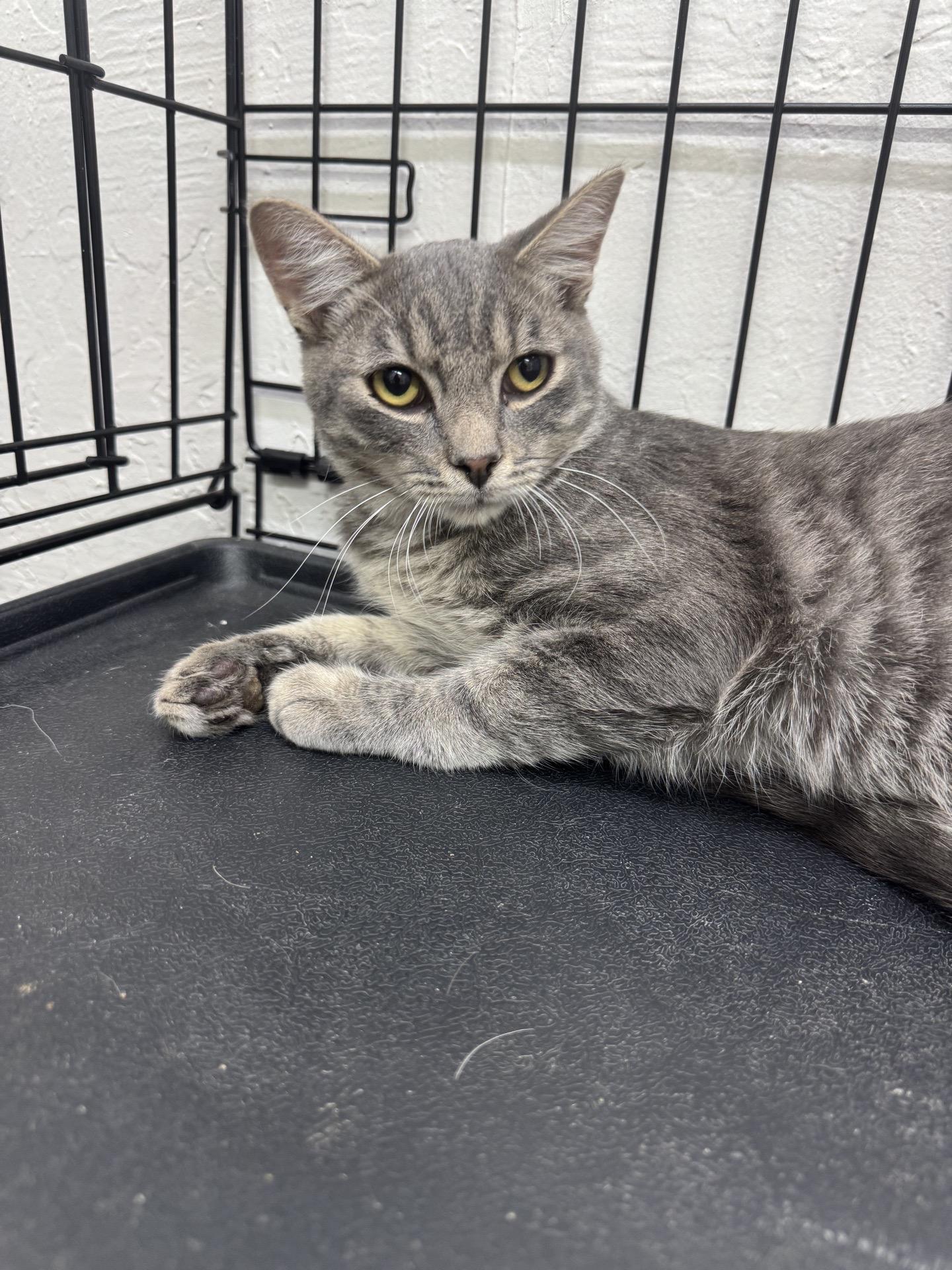 Lance, Adoptable, Young Male Domestic Short Hair.