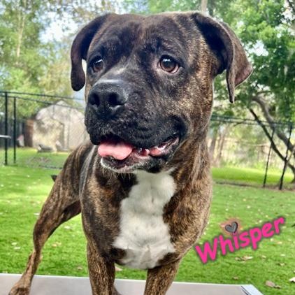 Enlarge Whisper, a Adoptable mixed breed in Palm Harbor, FL image 4/6