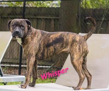 Enlarge Whisper, a Adoptable mixed breed in Palm Harbor, FL image 2/6