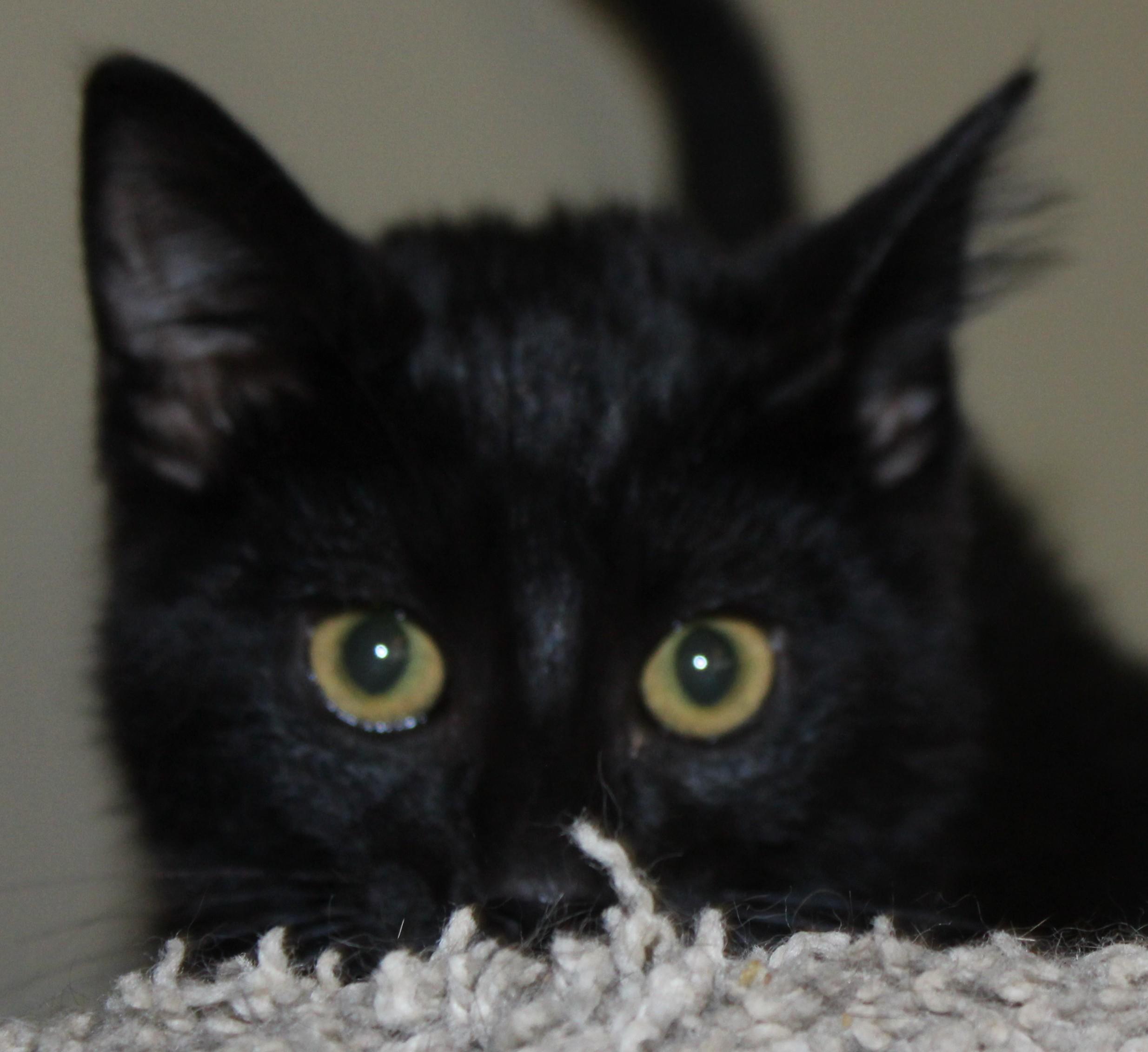 Enlarge Spooner, a Adopted mixed breed in Huron, SD image 3/4