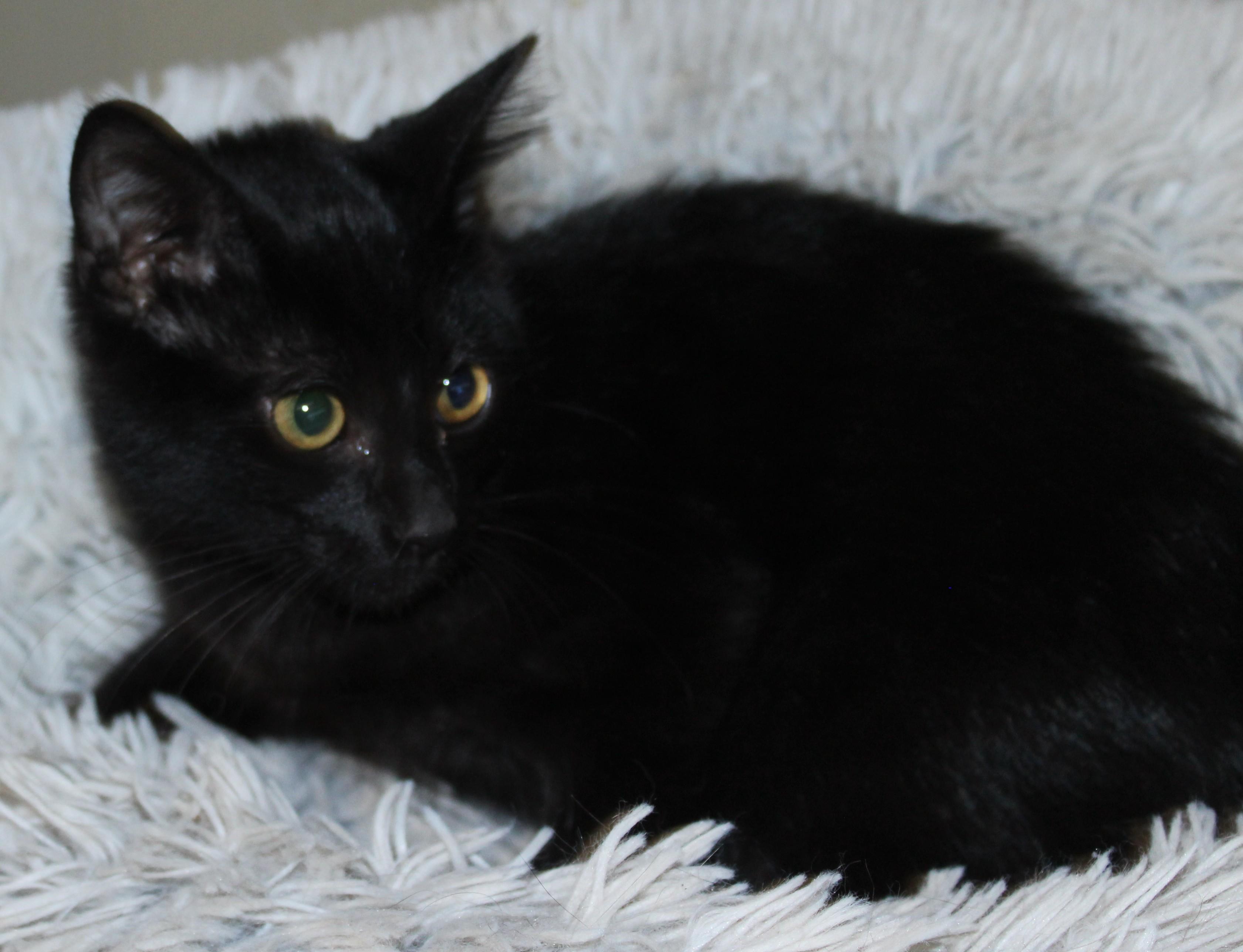 Enlarge Spooner, a Adopted mixed breed in Huron, SD image 4/4