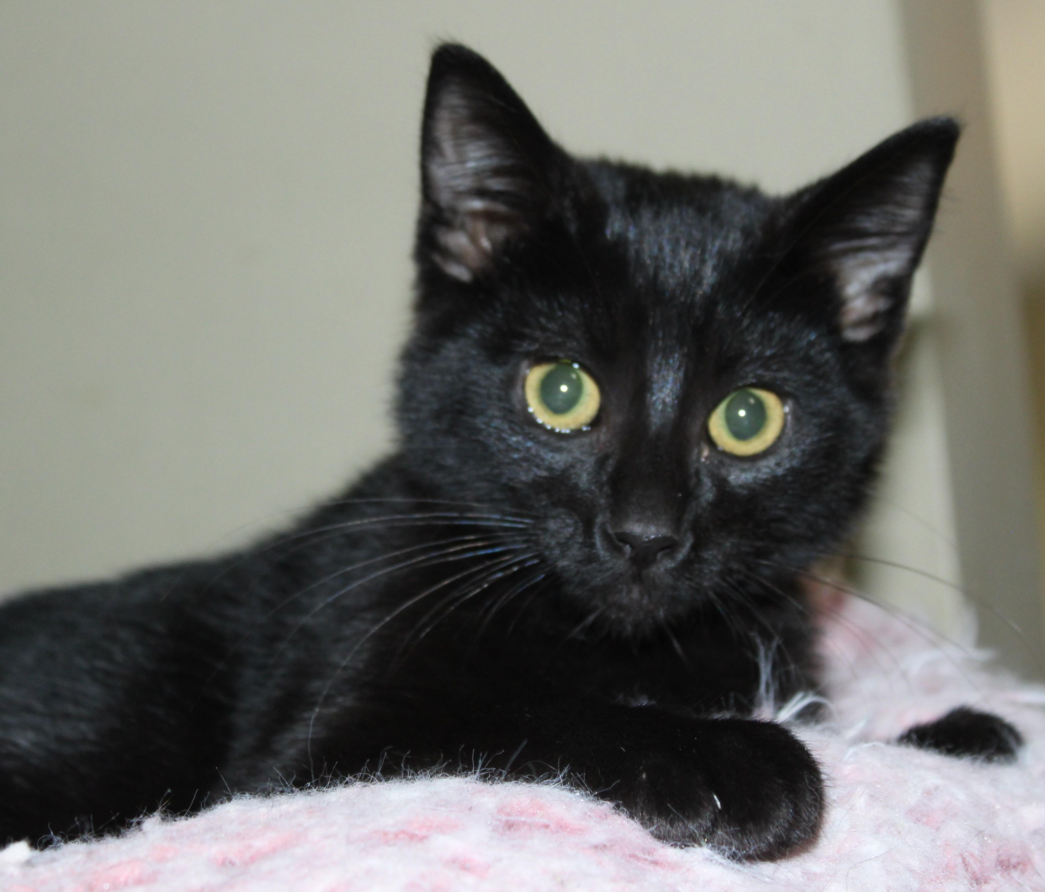 Spooner, Adopted, Young Male Domestic Short Hair.