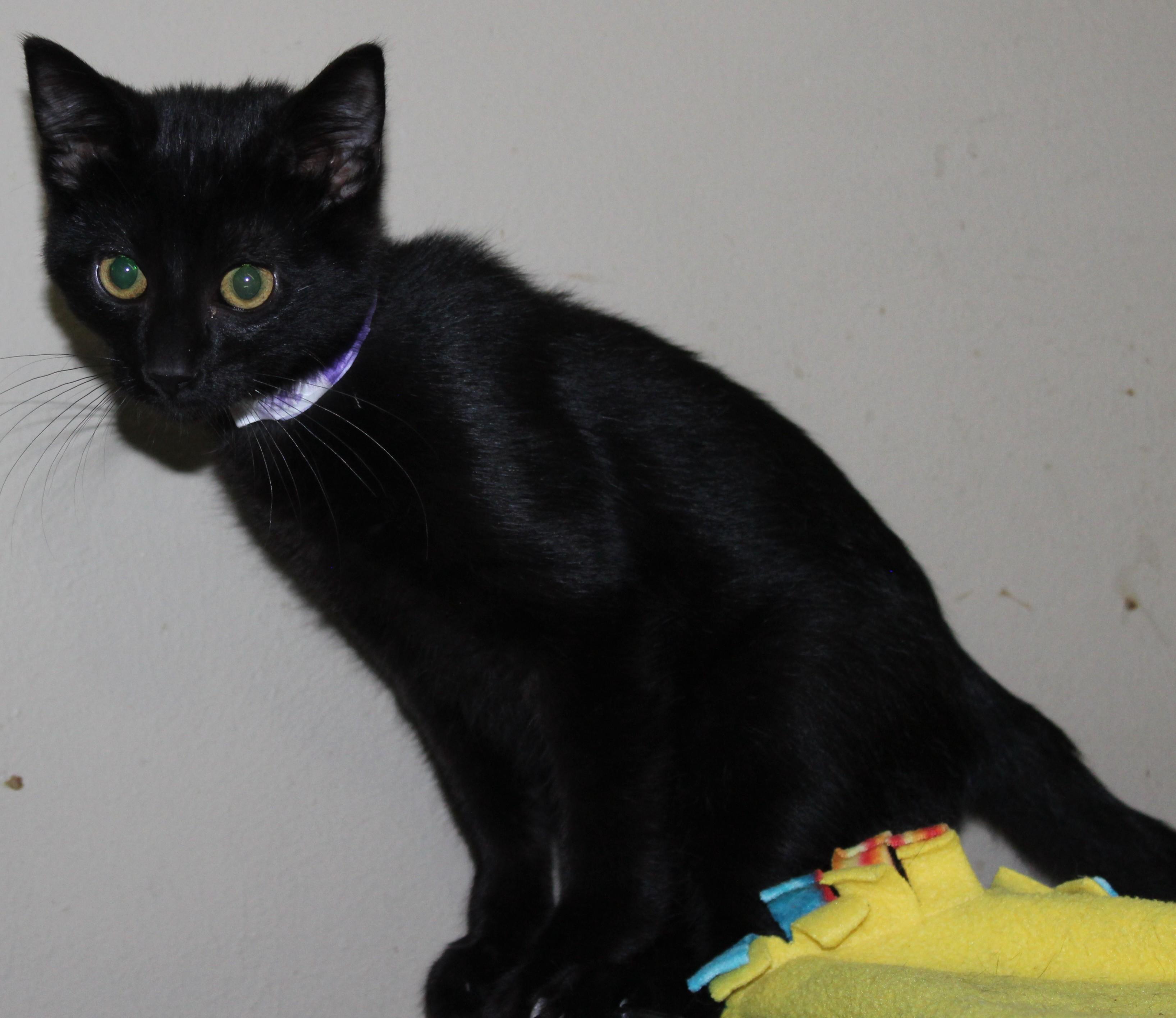 Enlarge Spooner, a Adopted mixed breed in Huron, SD image 2/4