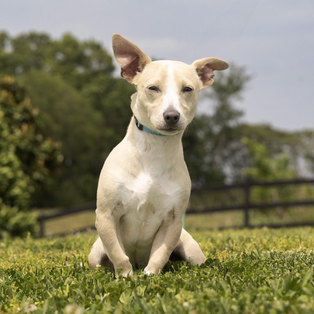 Enlarge Trout, a Adoptable Mixed Breed in Franklin, TN image 1/1