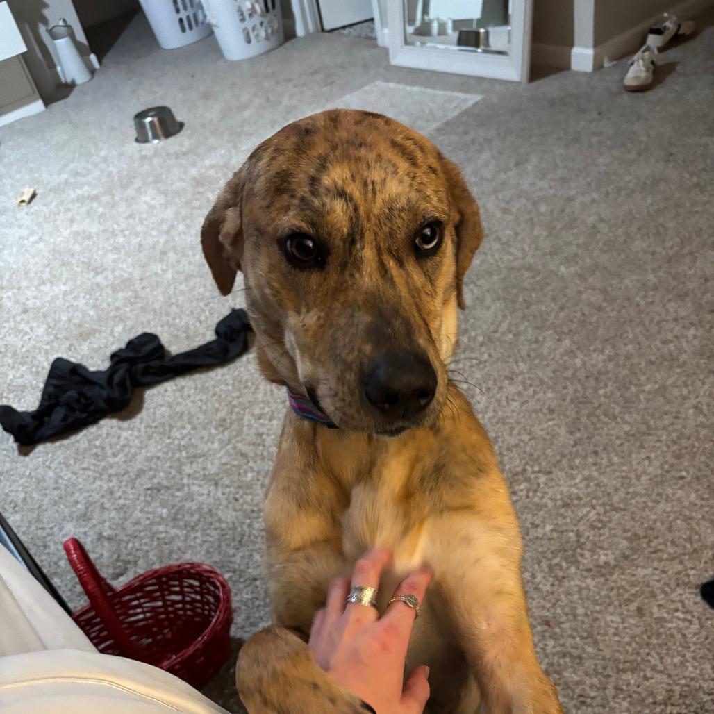 Enlarge Tiger, a Adoptable mixed breed in Greensboro, NC image 1/1