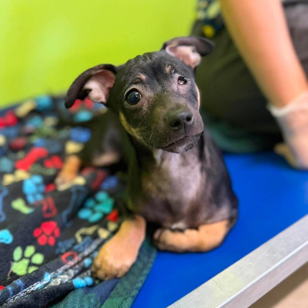 Enlarge Sugar, a Adoptable mixed breed in Jackson, MO image 1/3