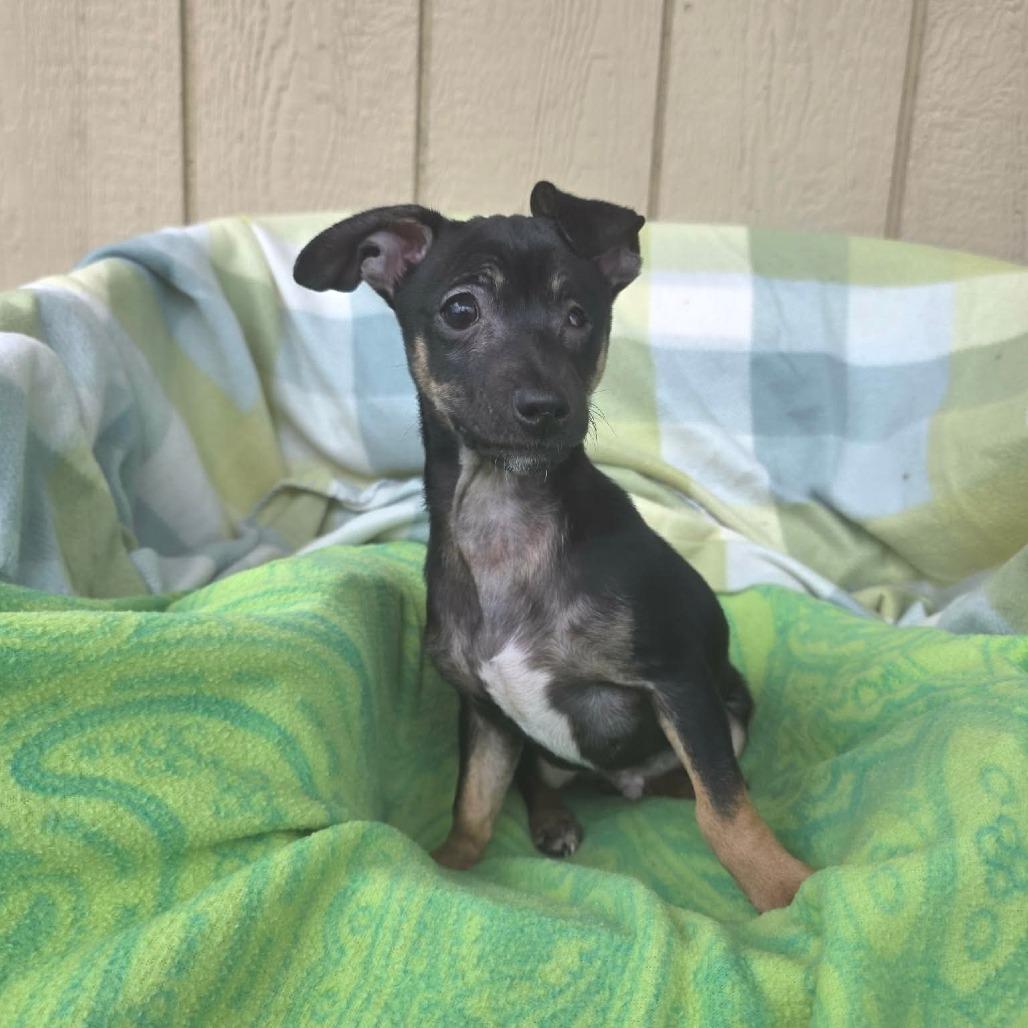 Enlarge Sugar, a Adoptable mixed breed in Jackson, MO image 2/3