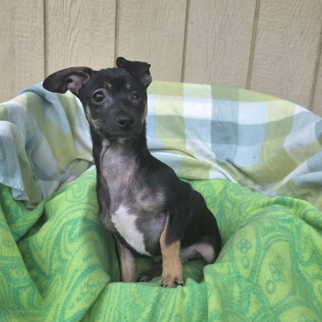 Enlarge Sugar, a Adoptable mixed breed in Jackson, MO image 3/3