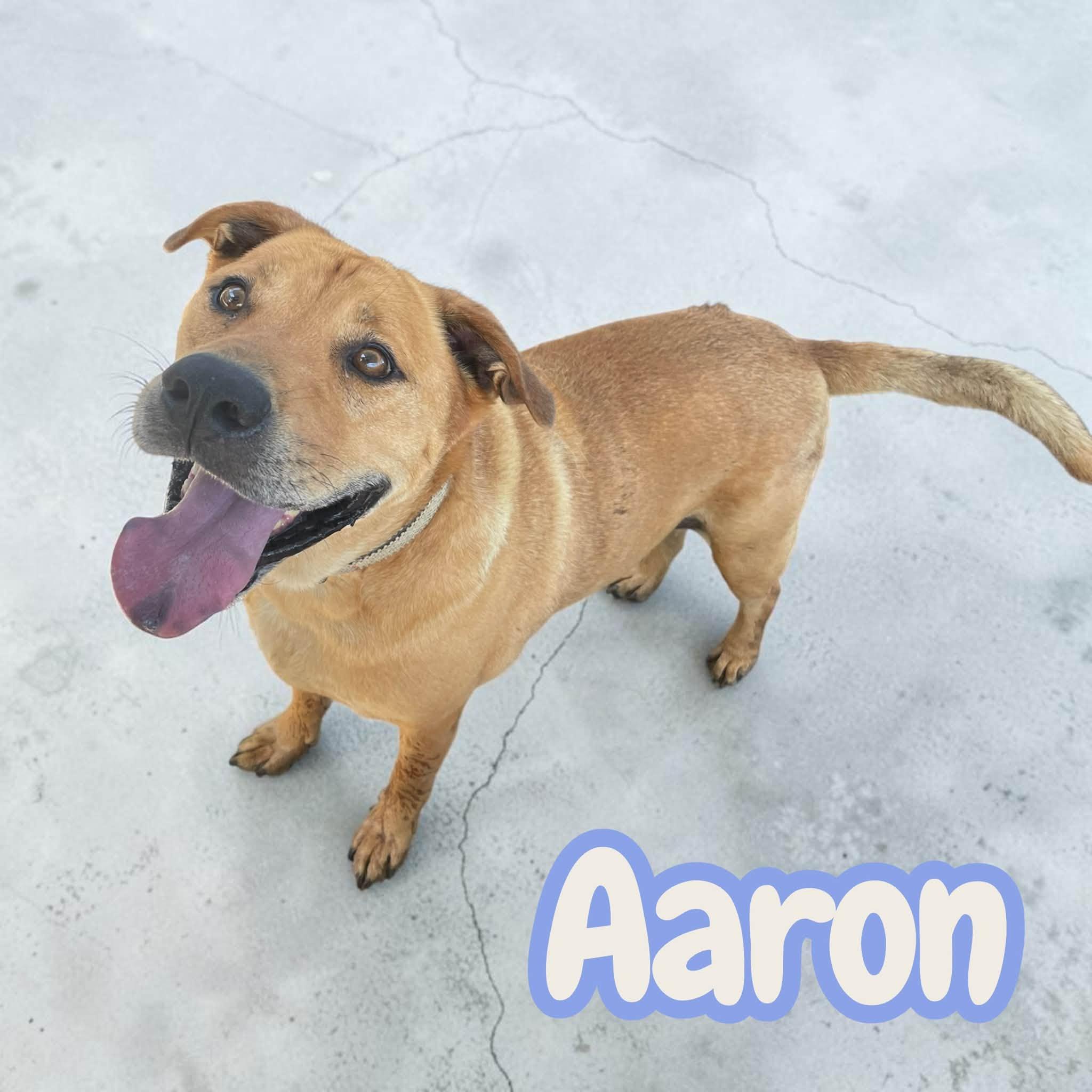 Enlarge Aaron & Moses - 2 years old, leash, crate, house trained, a Adoption Pending mixed breed in Greenwich, CT image 5/6
