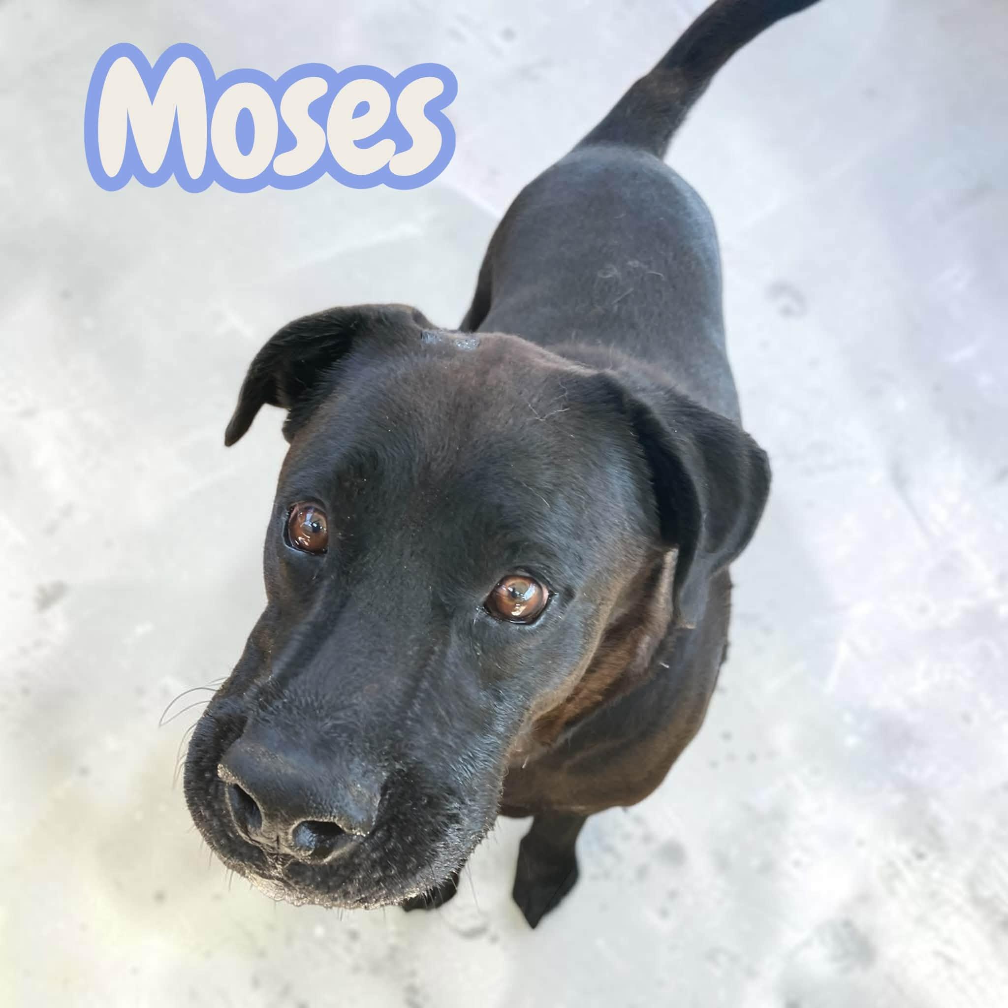 Enlarge Aaron & Moses - 2 years old, leash, crate, house trained, a Adoption Pending mixed breed in Greenwich, CT image 6/6