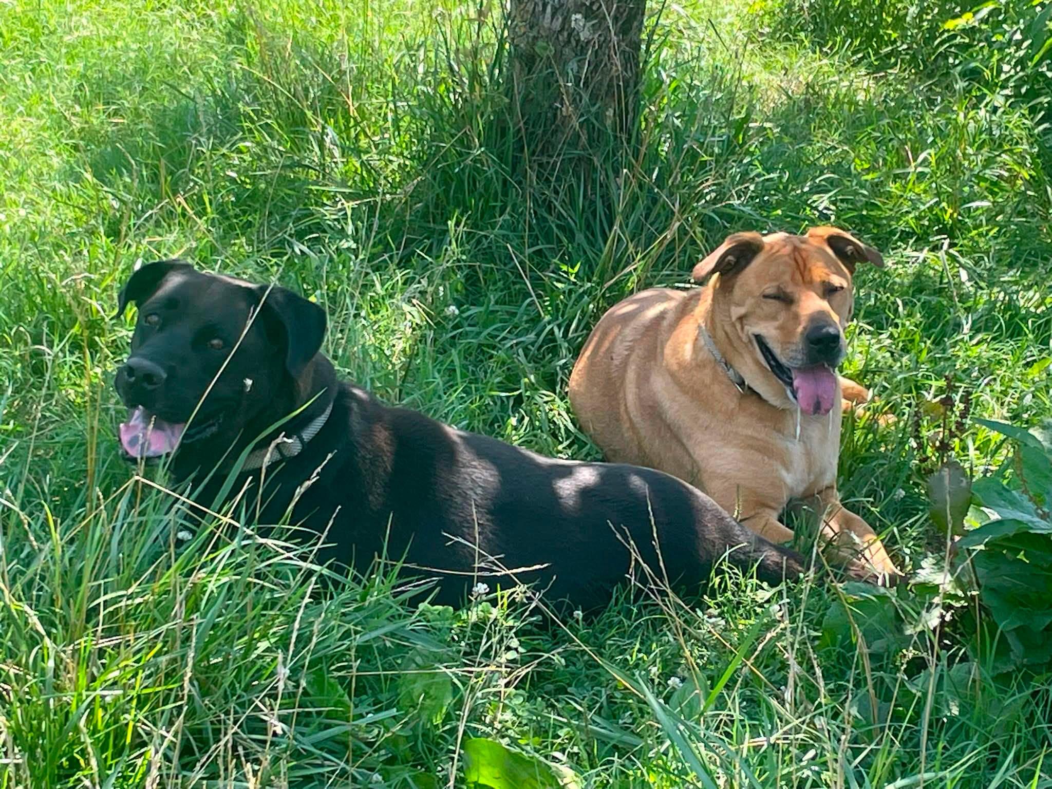 Enlarge Aaron & Moses - 2 years old, leash, crate, house trained, a Adoption Pending mixed breed in Greenwich, CT image 2/6