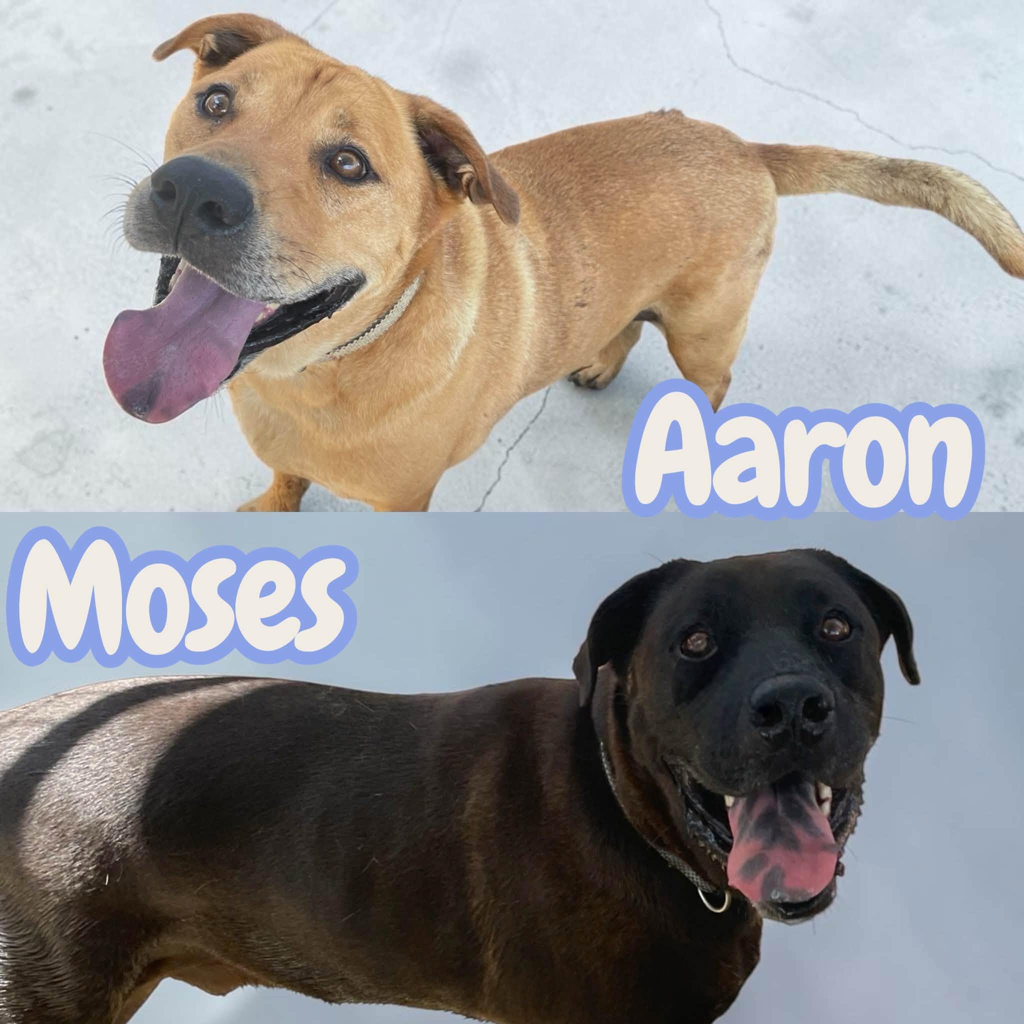 Enlarge Aaron & Moses - 2 years old, leash, crate, house trained, a Adoption Pending mixed breed in Greenwich, CT image 1/6