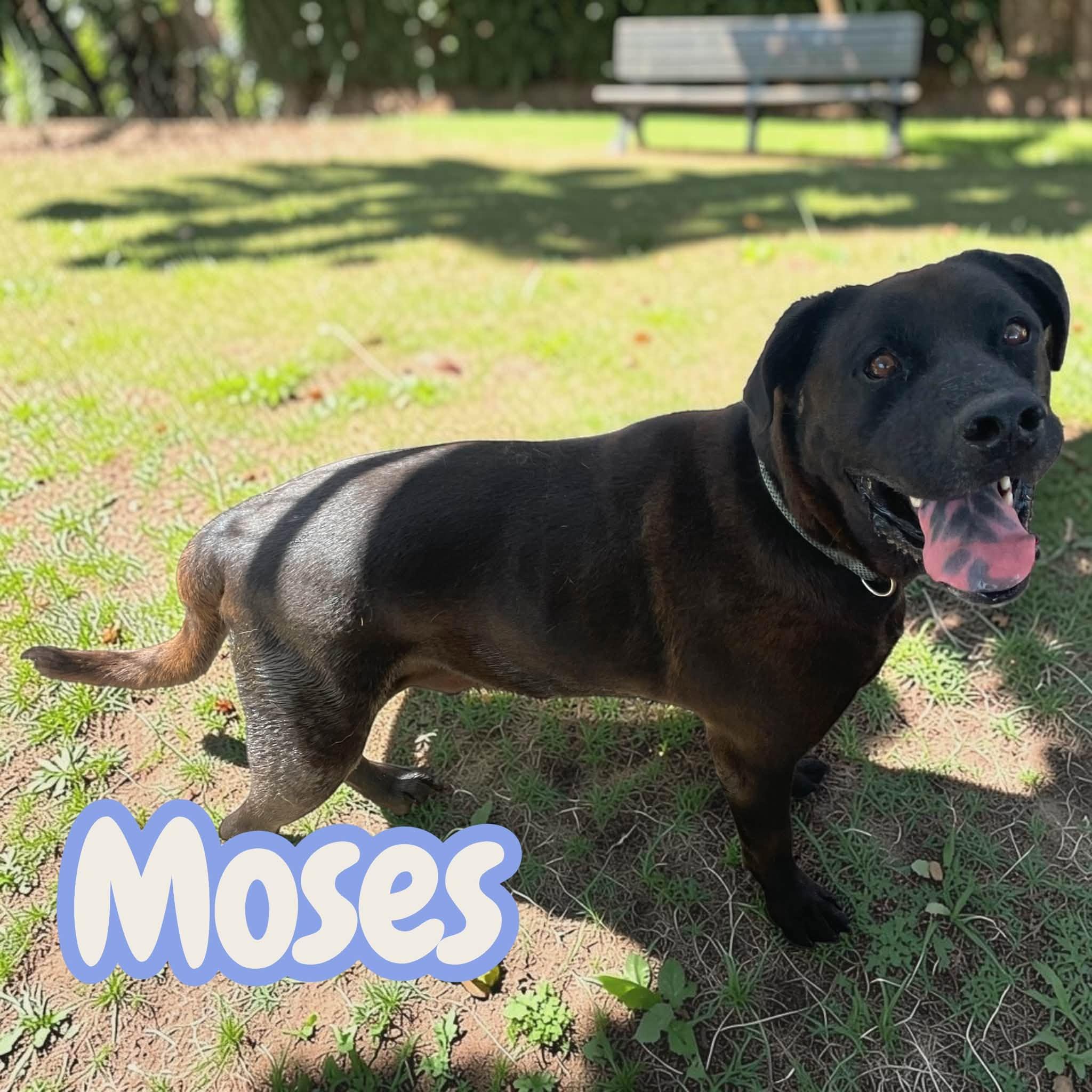 Enlarge Aaron & Moses - 2 years old, leash, crate, house trained, a Adoption Pending mixed breed in Greenwich, CT image 4/6