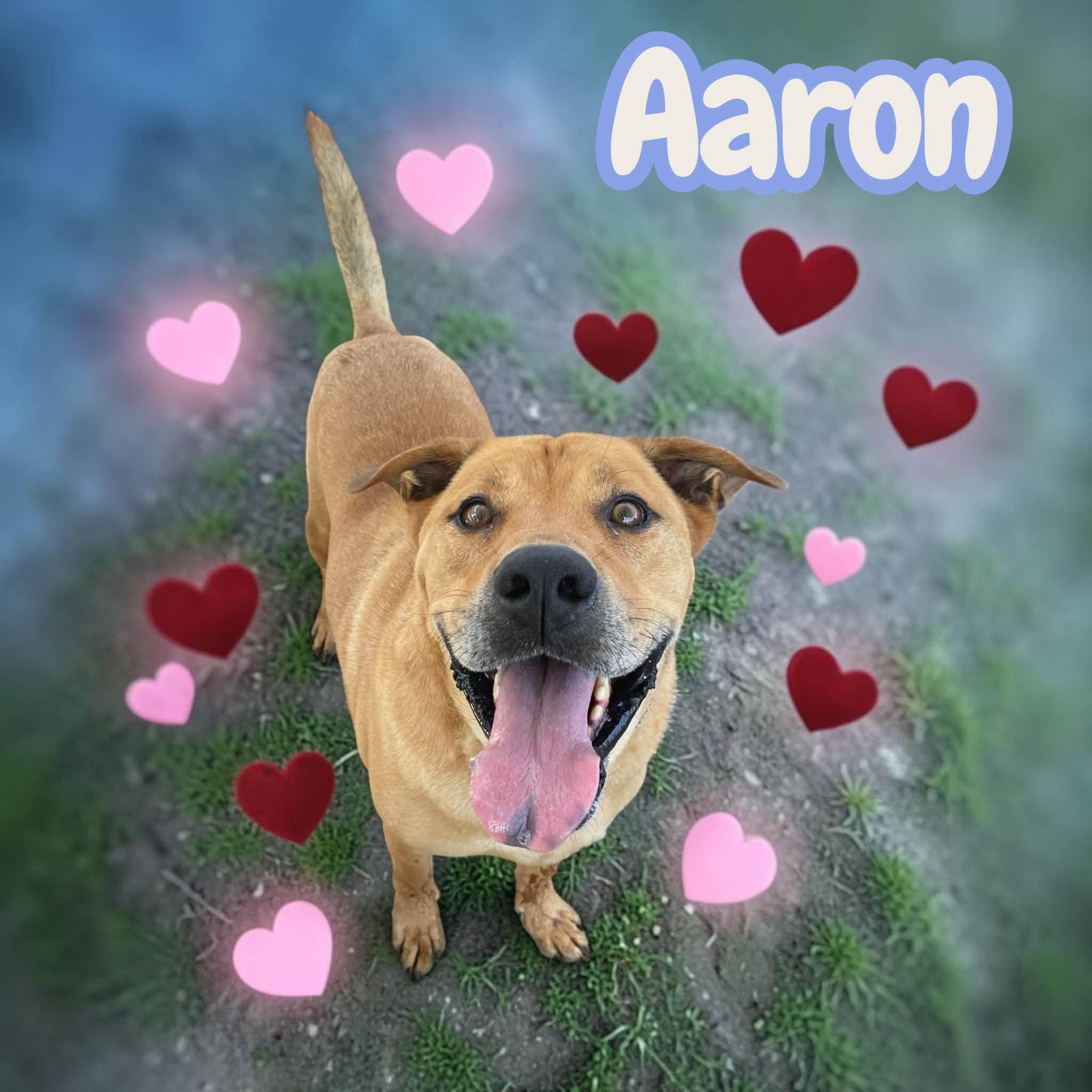 Enlarge Aaron & Moses - 2 years old, leash, crate, house trained, a Adoption Pending mixed breed in Greenwich, CT image 3/6