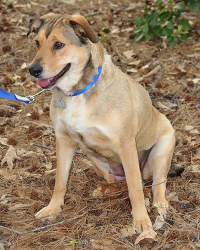 Enlarge Cookie, a Adoptable mixed breed in Wrightsville Beach, NC image 5/6