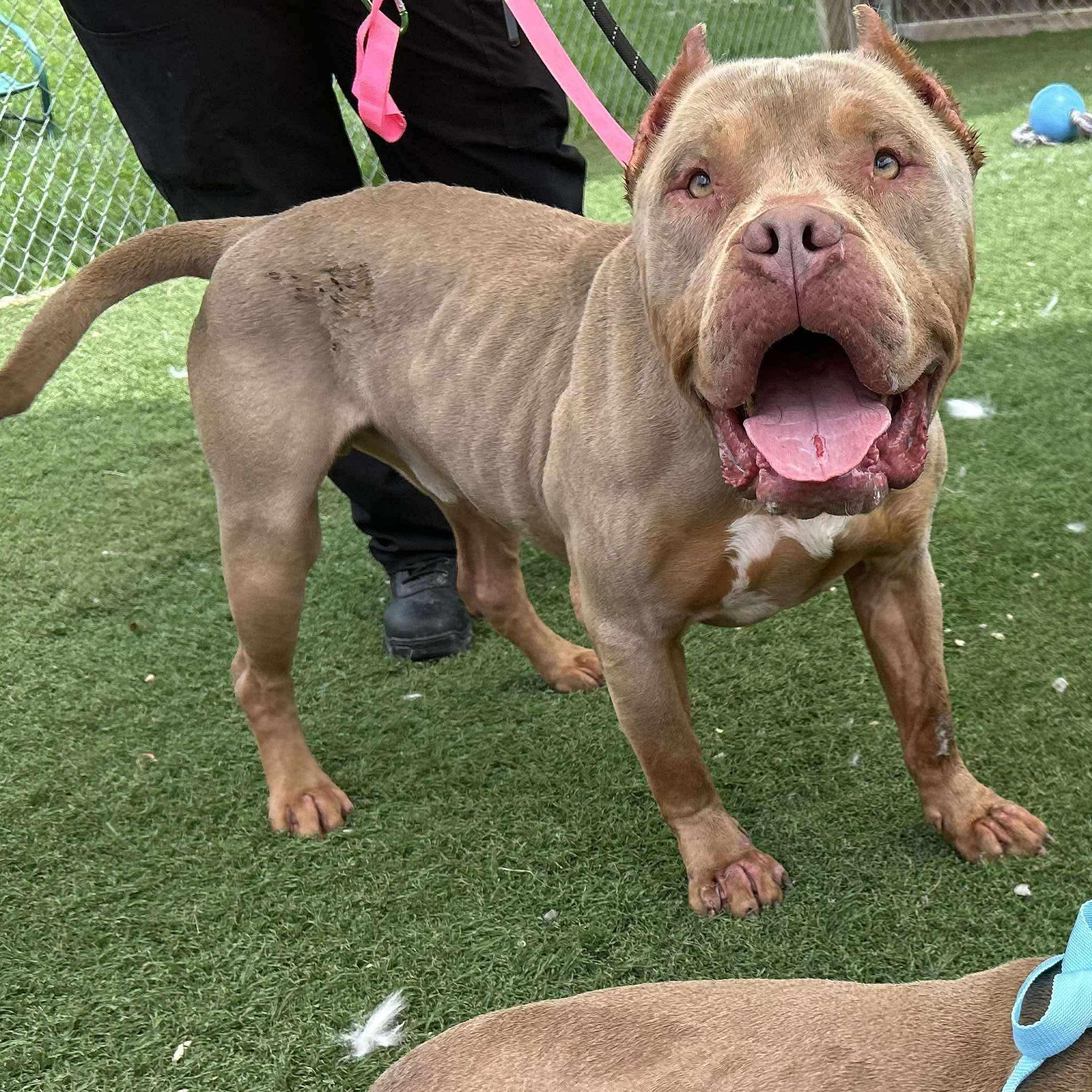 Enlarge Oathen, a Adopted mixed breed in Lexington, KY image 6/6