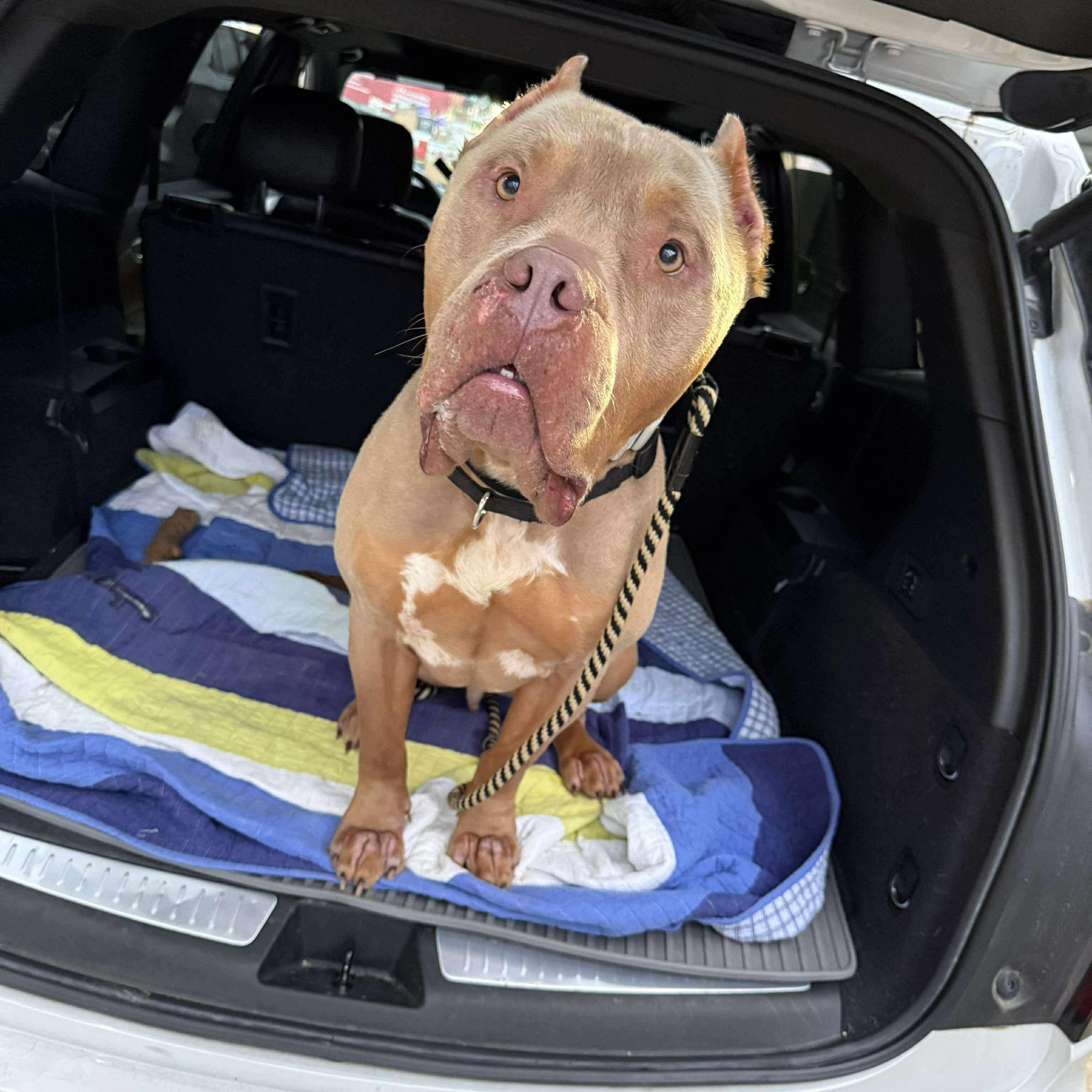 Enlarge Oathen, a Adopted mixed breed in Lexington, KY image 4/6