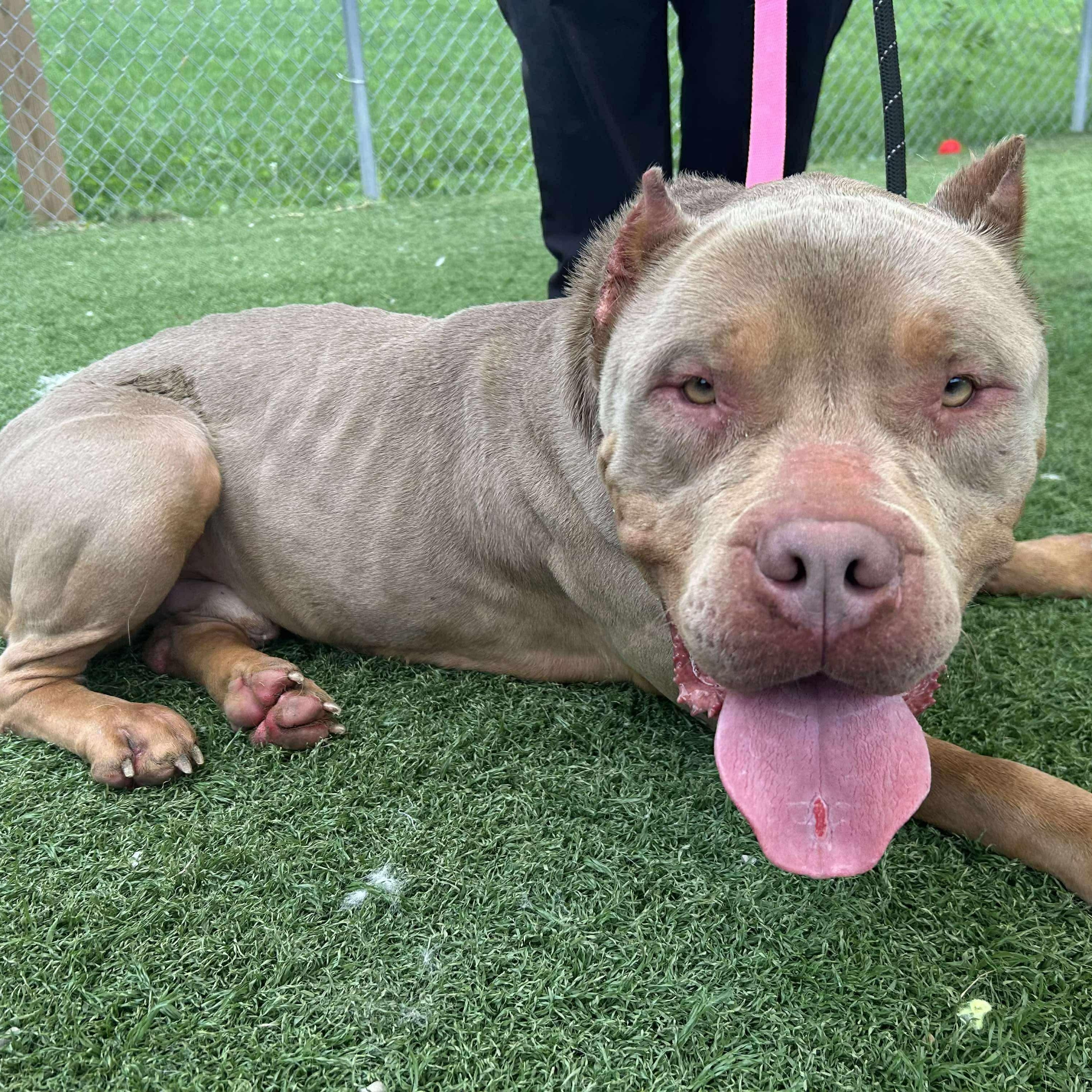 Enlarge Oathen, a Adopted mixed breed in Lexington, KY image 3/6