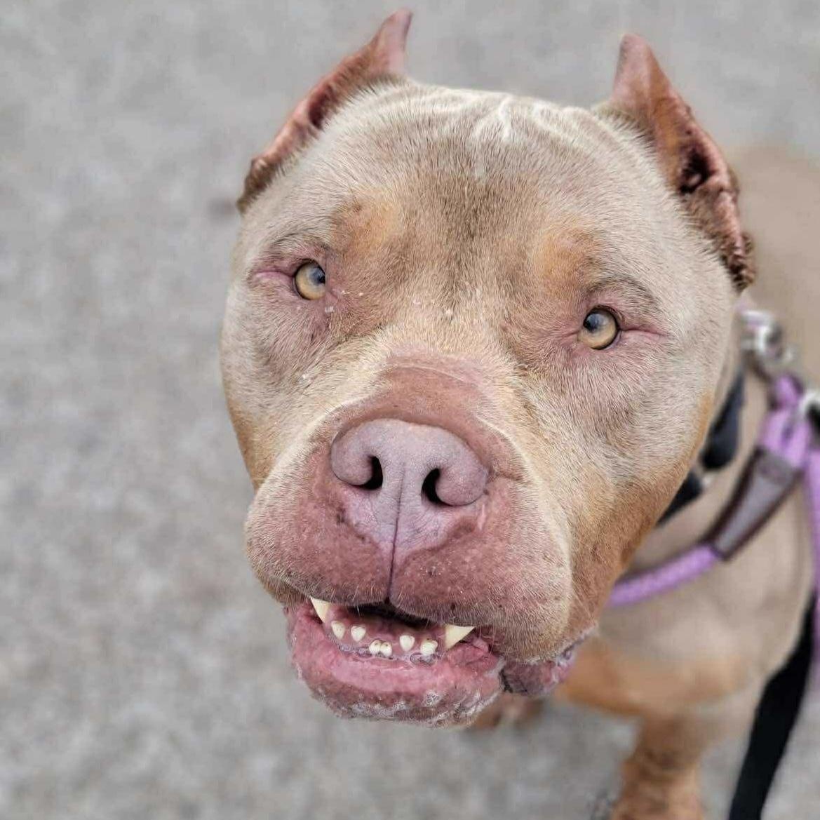 Enlarge Oathen, a Adopted mixed breed in Lexington, KY image 1/6