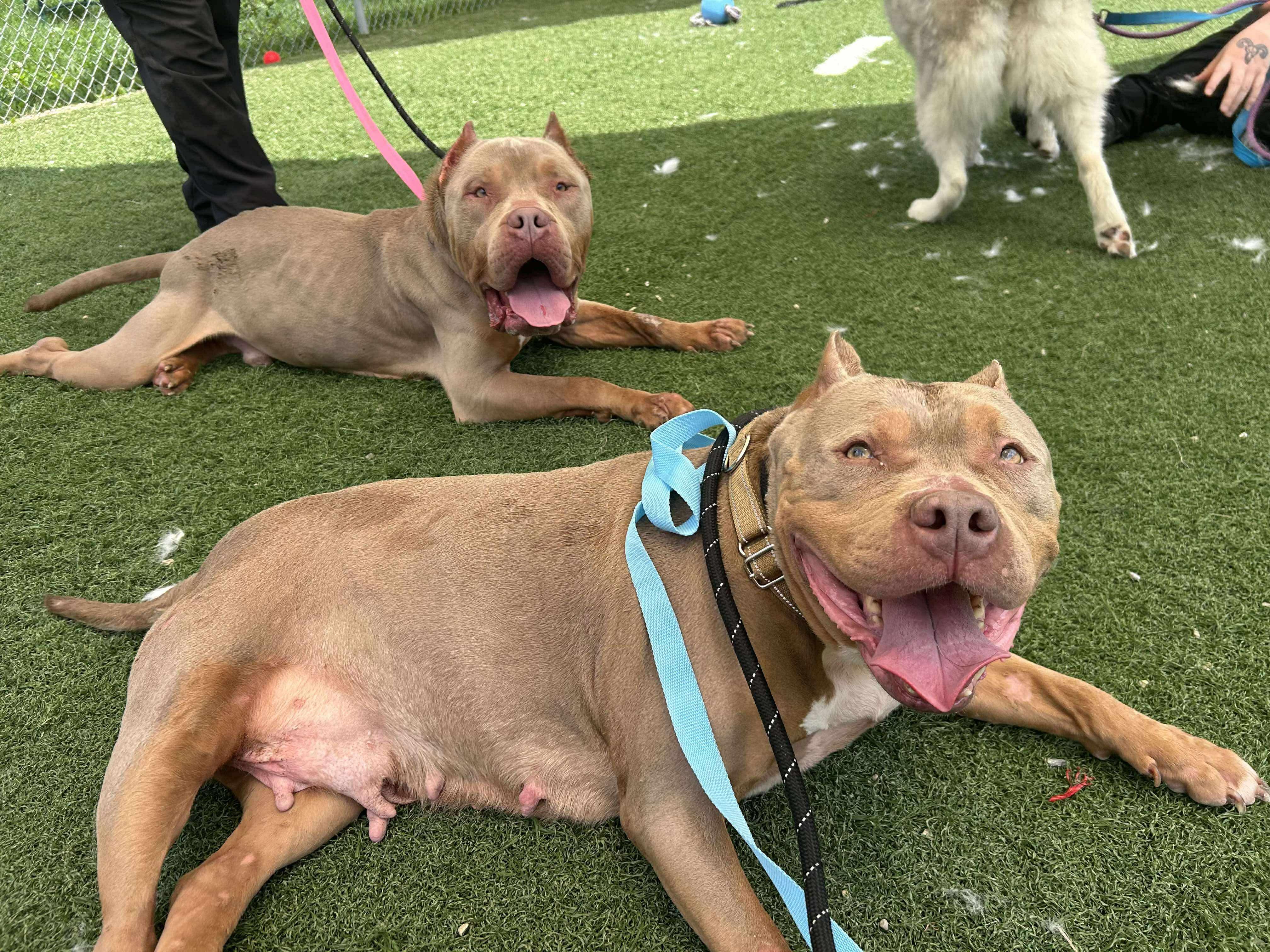 Enlarge Oathen, a Adopted mixed breed in Lexington, KY image 2/6