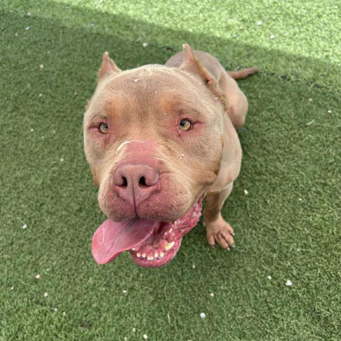 Enlarge Oathen, a Adopted mixed breed in Lexington, KY image 5/6