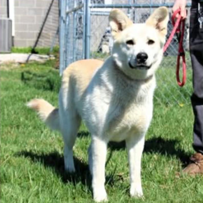 Enlarge Luna, a Adoptable mixed breed in Erie, PA image 1/1