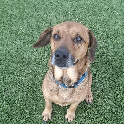 Bear, Adoptable, Senior Male Labrador Retriever.