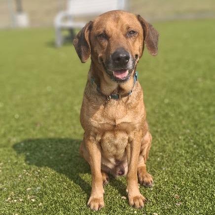Enlarge Bear, a Adoptable Labrador Retriever in Hannibal, MO image 2/3