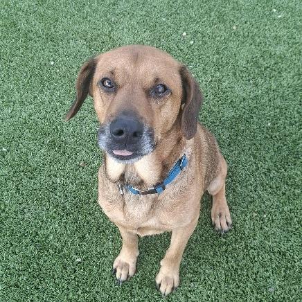 Enlarge Bear, a Adoptable Labrador Retriever in Hannibal, MO image 3/3