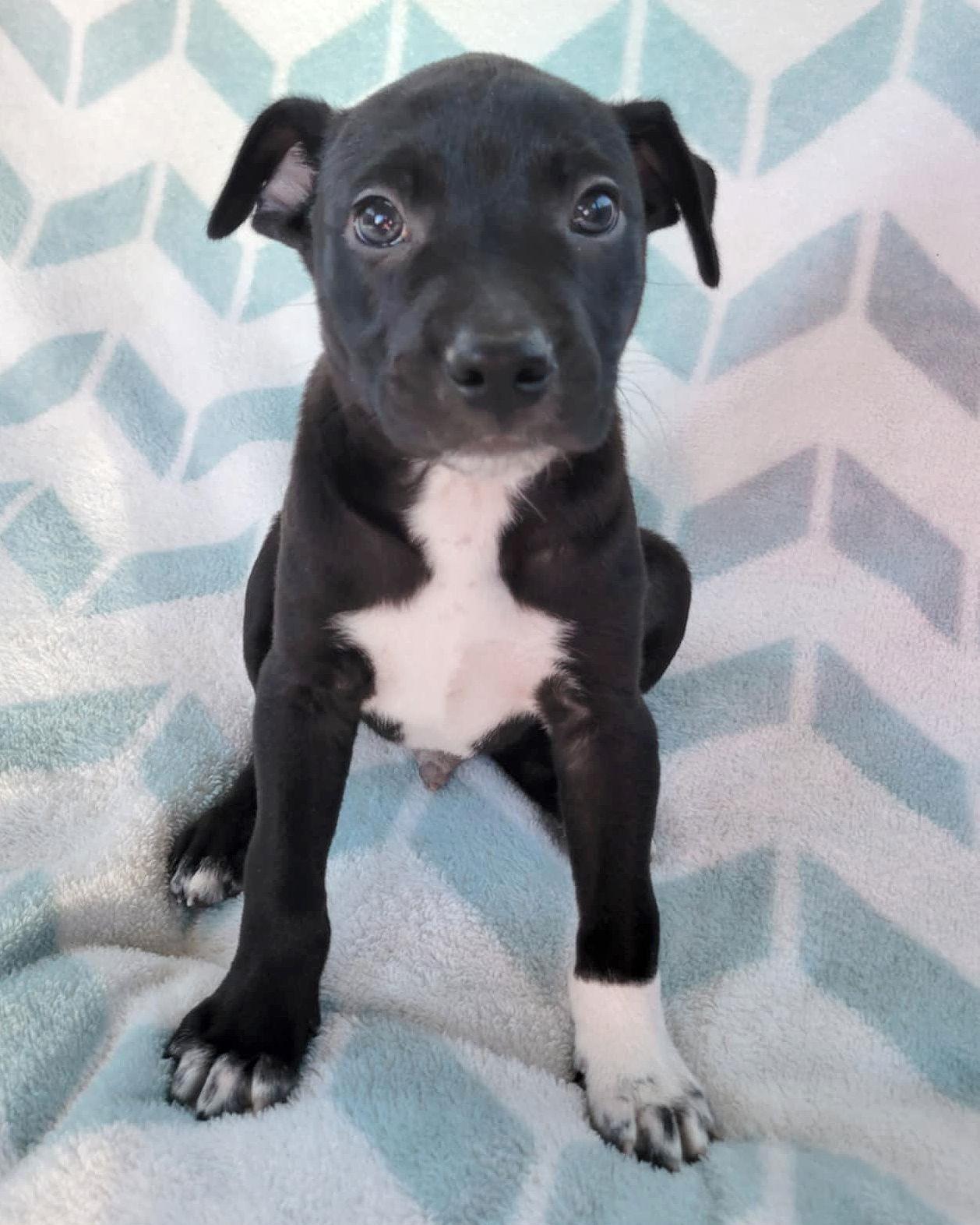 Enlarge Franklin, a Adopted Pit Bull Terrier in Corona, CA image 1/3